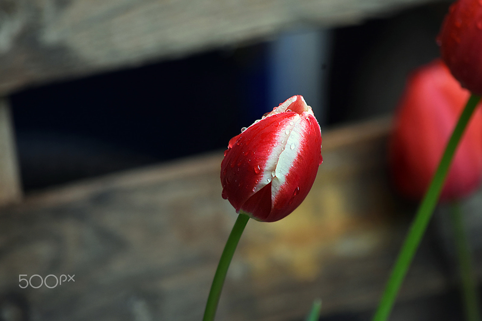Nikon D7200 sample photo. Dsc photography