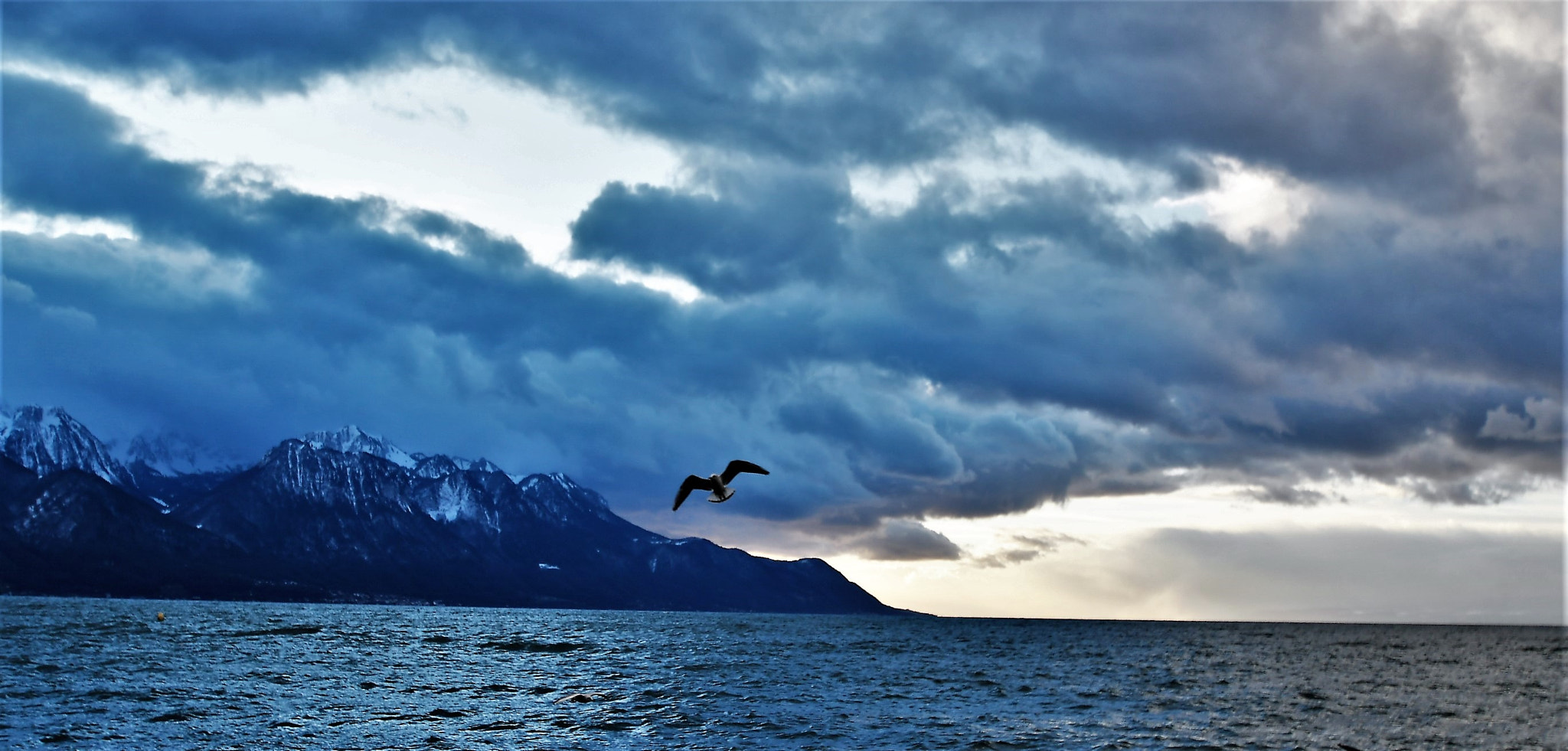 Nikon D500 sample photo. Mouette photography