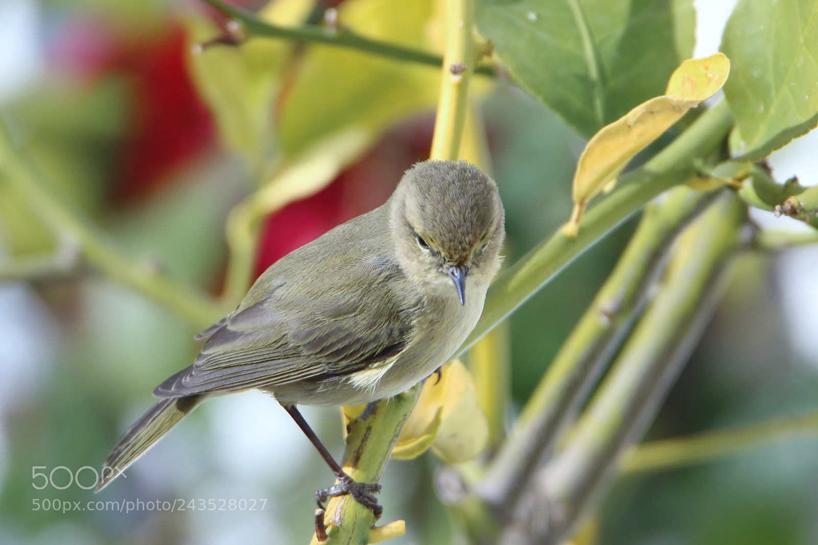 Canon EOS 7D Mark II sample photo. Untitled photography