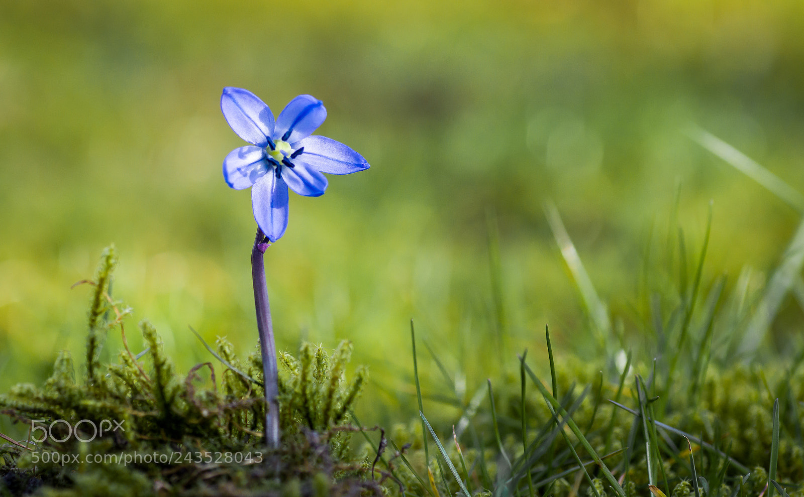 Pentax K-3 II sample photo. Kii photography