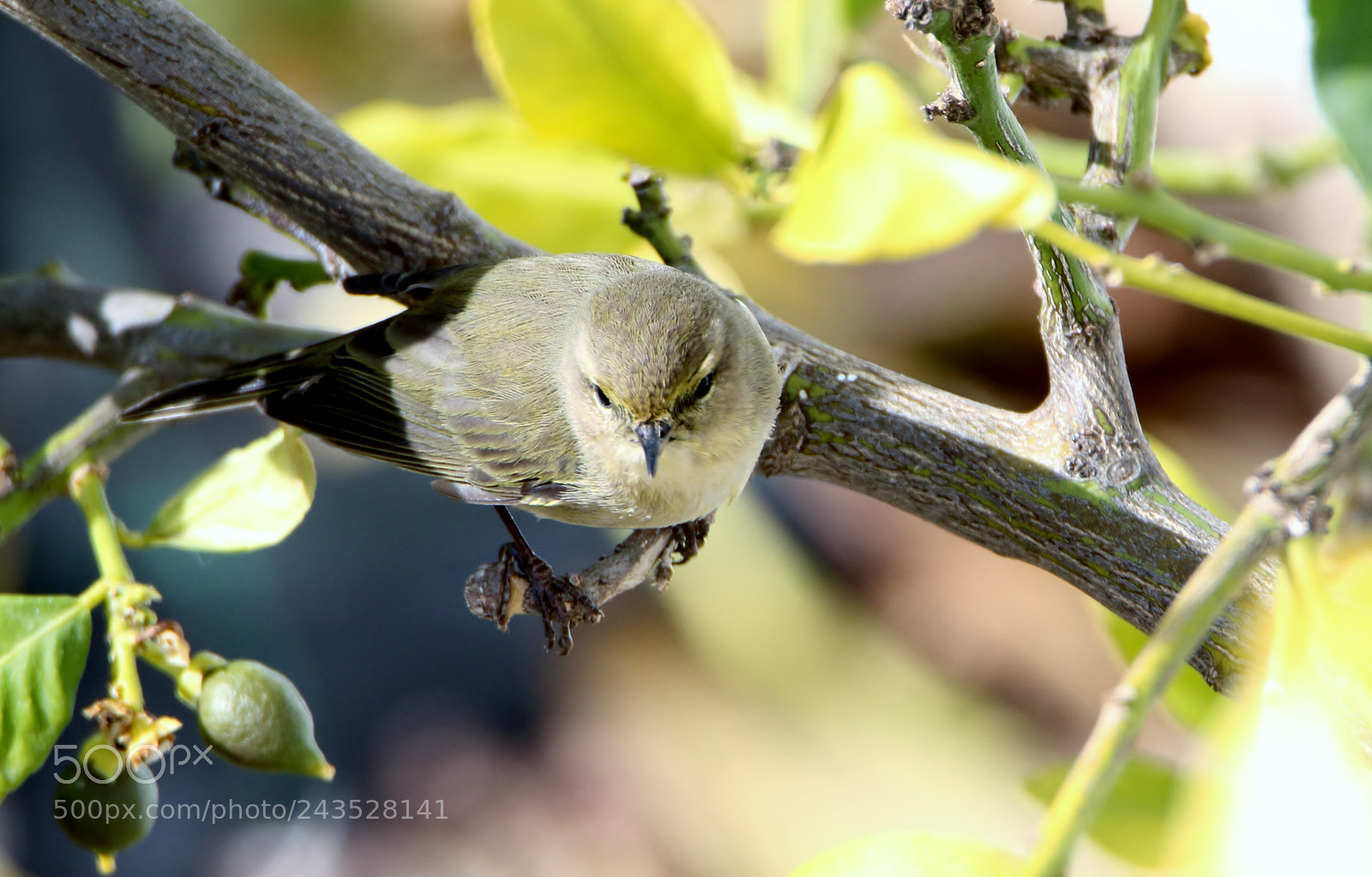 Canon EOS 7D Mark II sample photo. Untitled photography