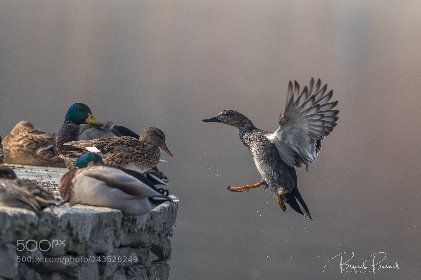 Canon EOS 7D Mark II sample photo. Ok, i am coming ! photography