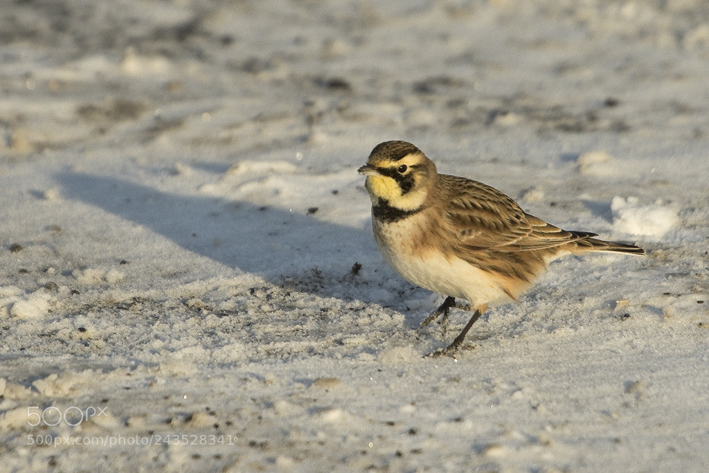 Canon EOS 7D Mark II sample photo. Horned lark, connecticut, 2018 photography