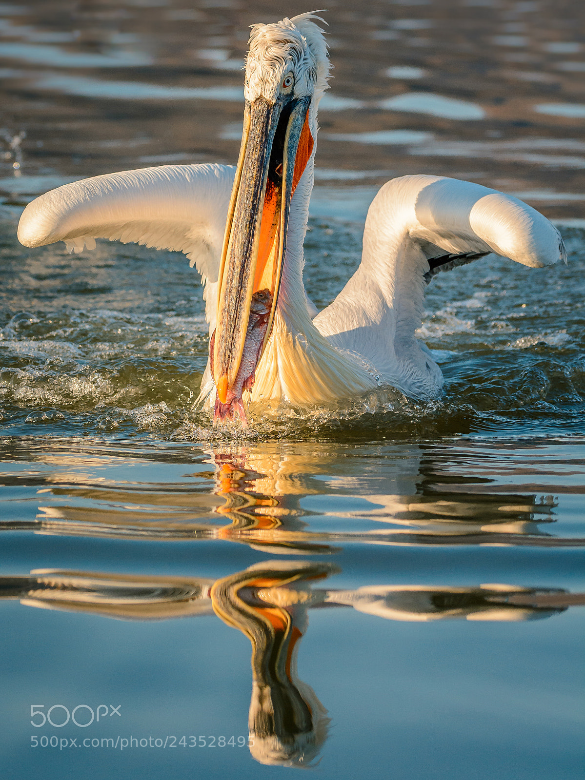 Nikon D7100 sample photo. Dalmatian pelican photography