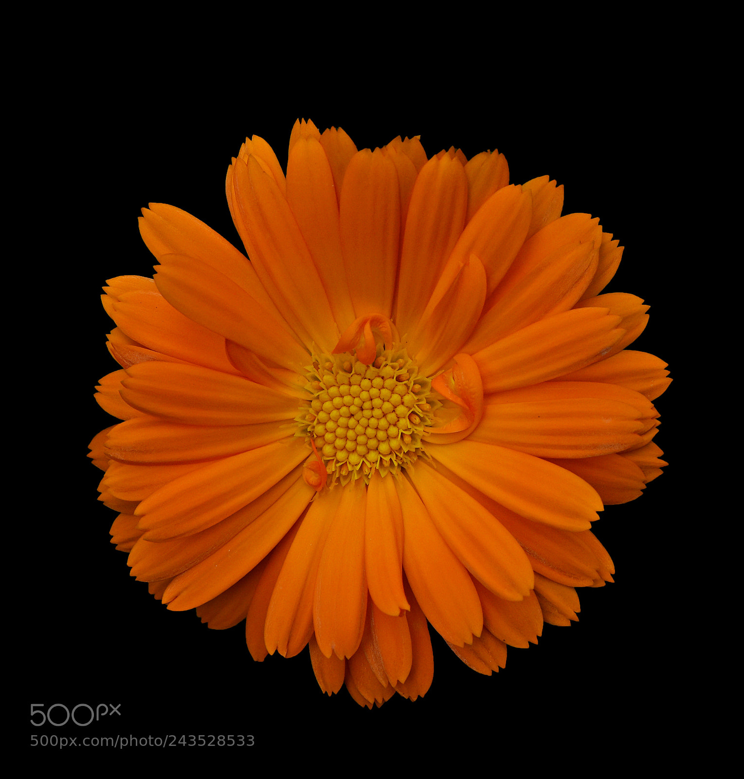 Nikon D600 sample photo. Orange calendula photography