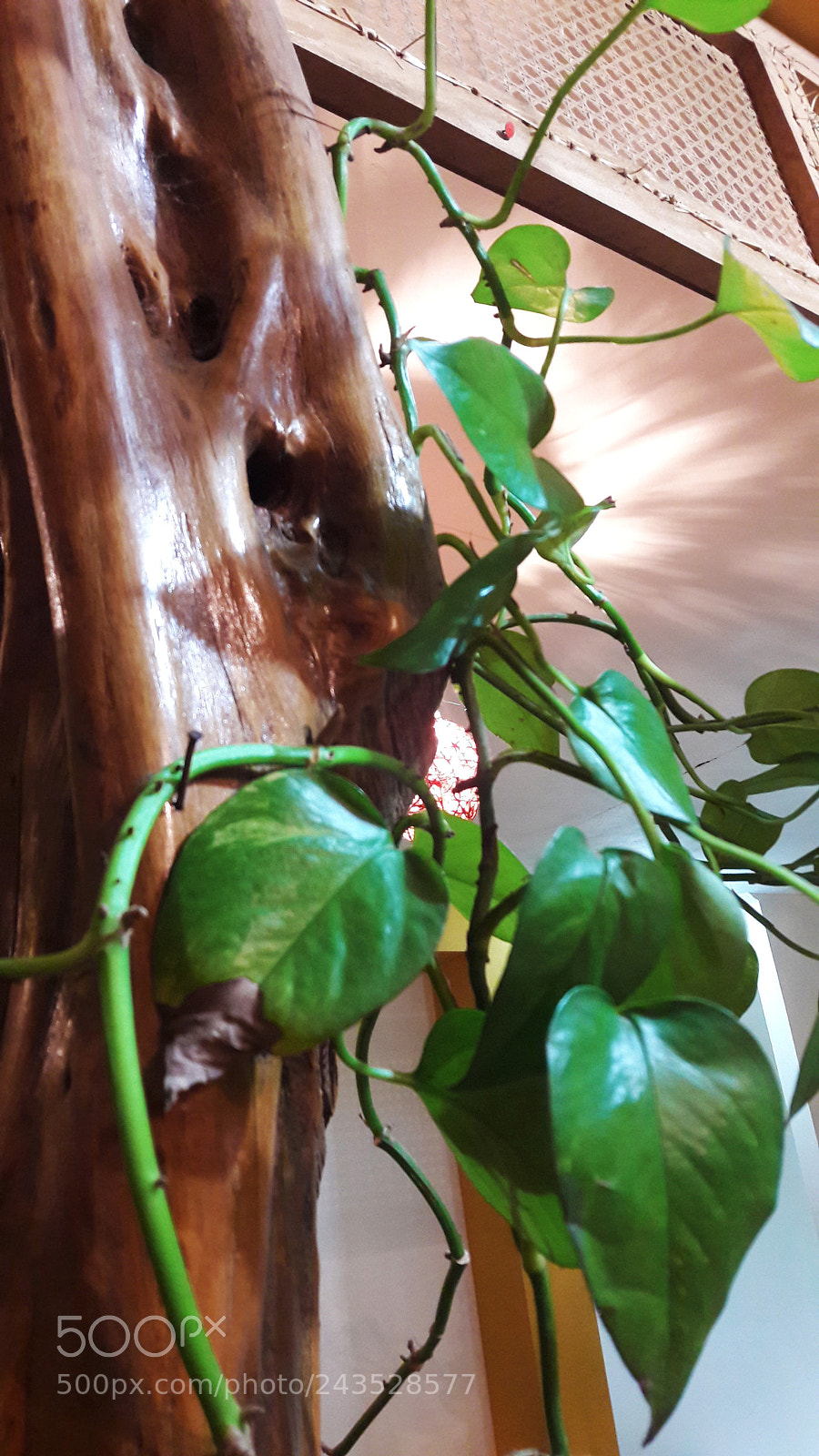 Samsung Galaxy A5(2016) sample photo. Enredadera photography