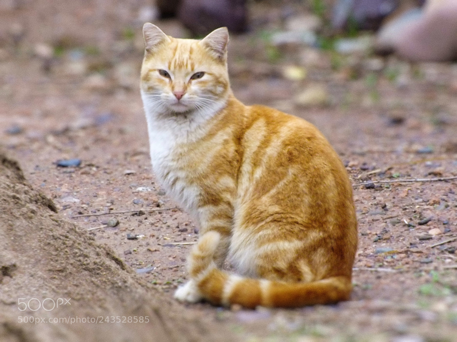 FujiFilm FinePix HS20 EXR (FinePix HS22 EXR) sample photo. Cat photography