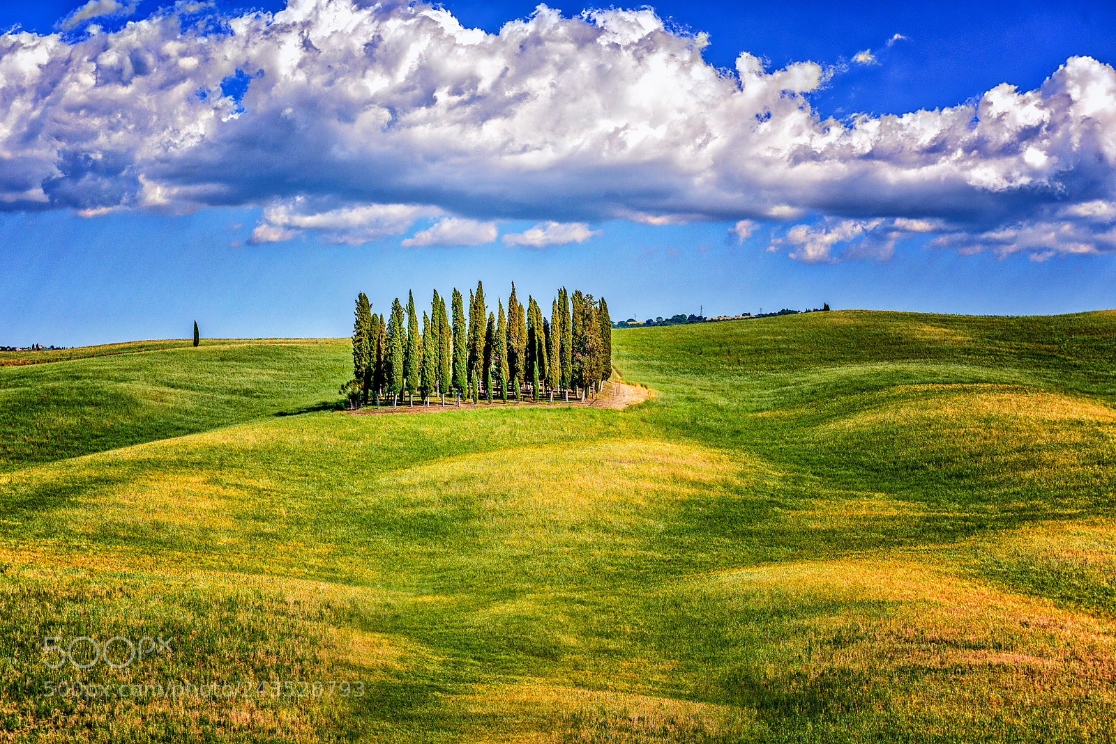 Nikon D810 sample photo. Cypresses @ tuscany italy ! photography