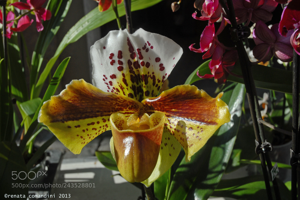 Nikon D200 sample photo. Waiting for spring photography