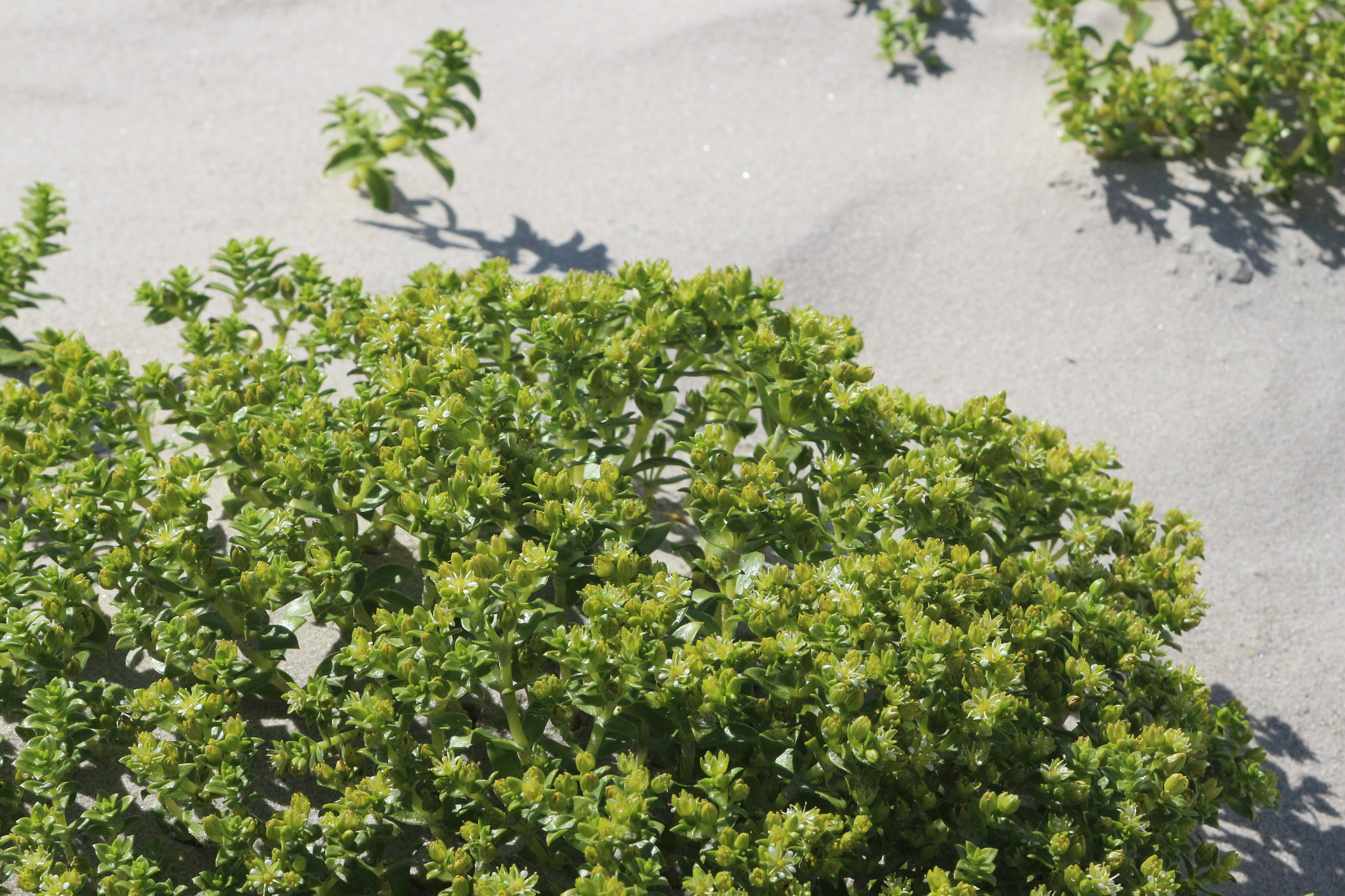 Canon EF 28-105mm f/3.5-4.5 USM sample photo. #mg photography