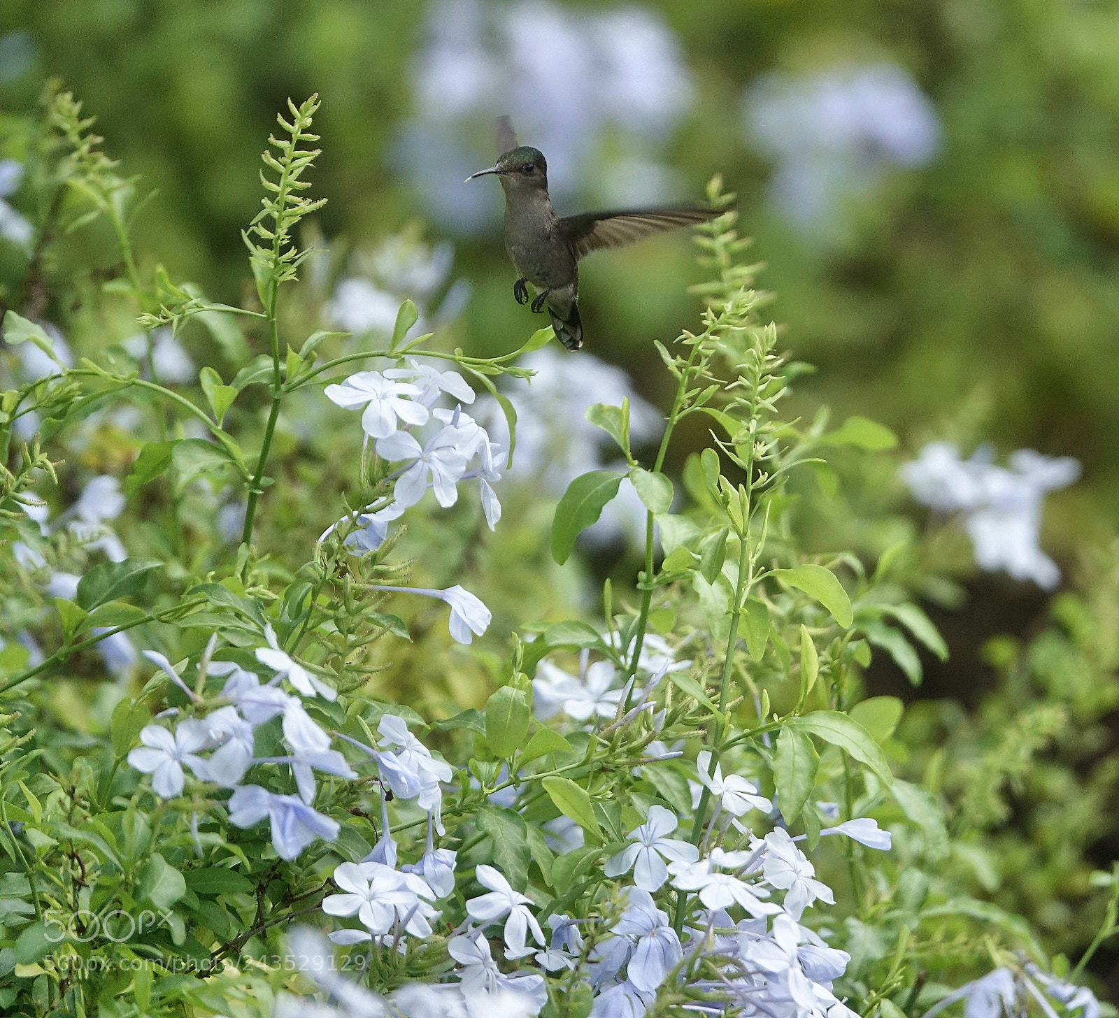 Sony Cyber-shot DSC-RX10 III sample photo. A humming bird... photography