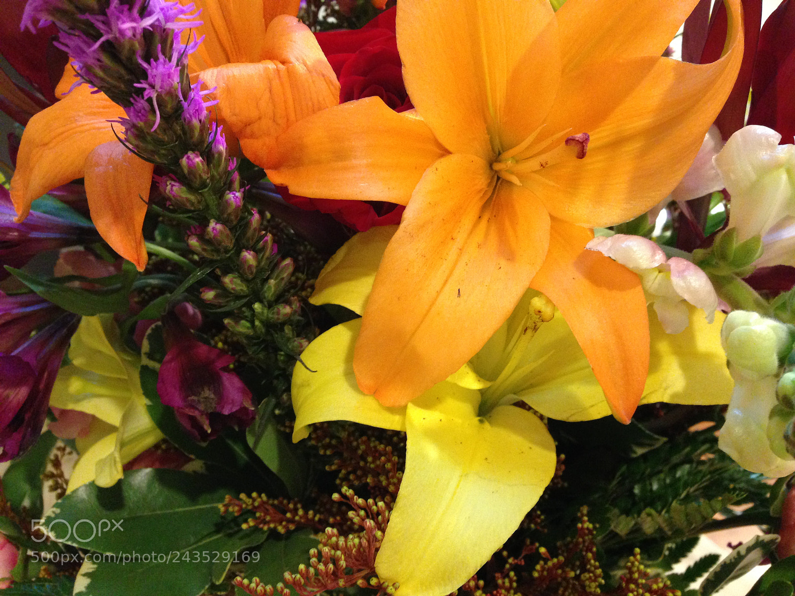 Apple iPhone 5c sample photo. Dcbf fb cdcedc photography