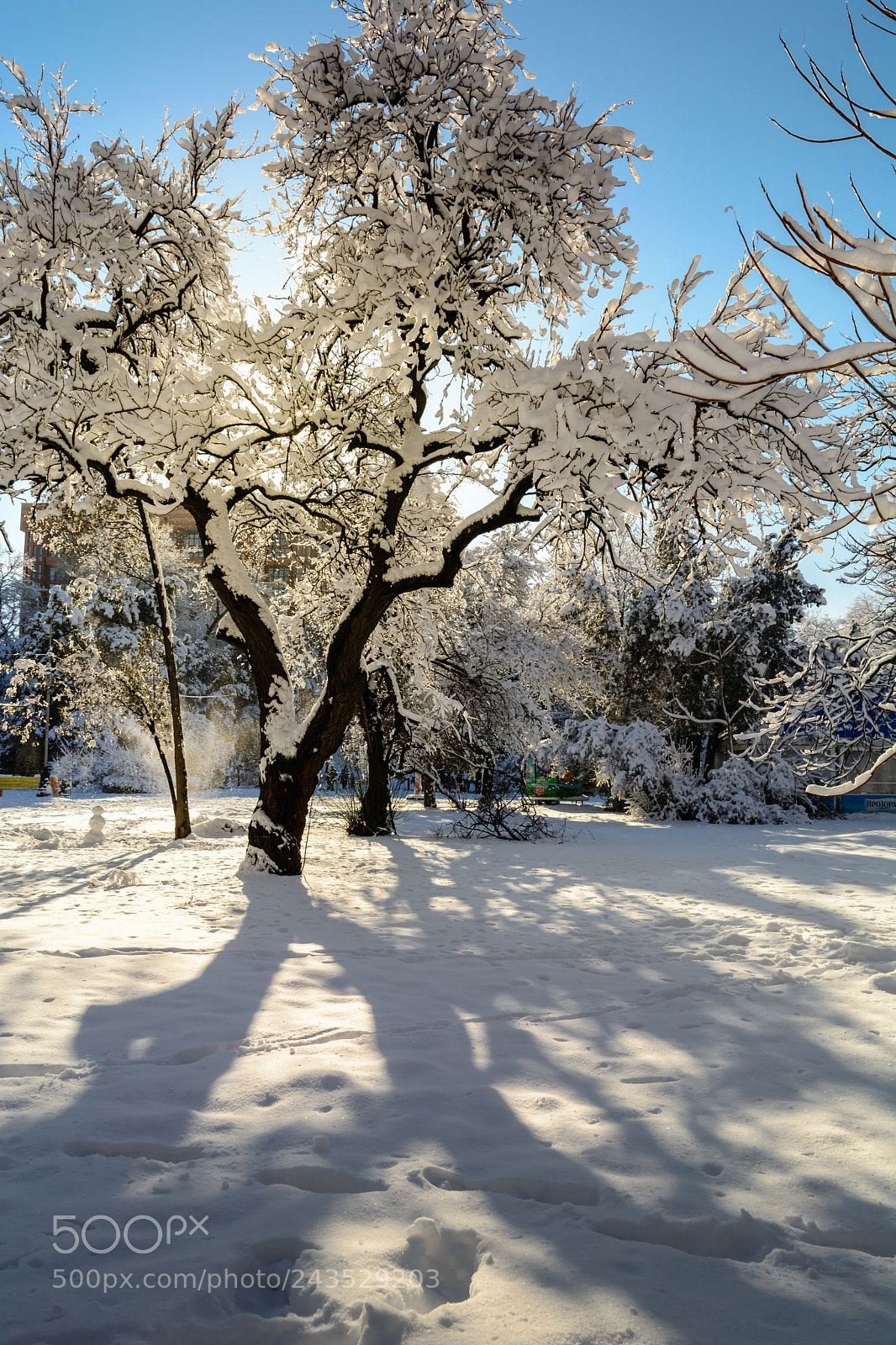 Nikon D7100 sample photo. Winter forest or park photography