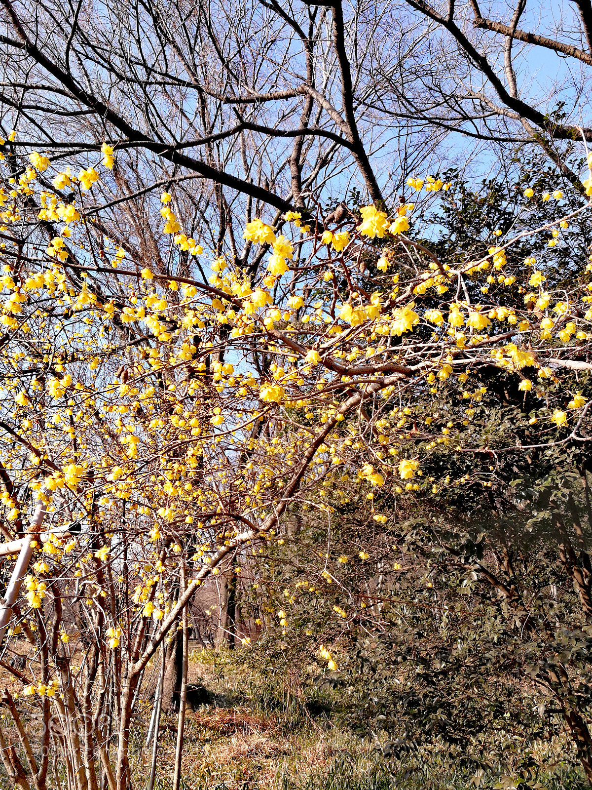 HUAWEI Mate 9 sample photo. 野川公園 photography