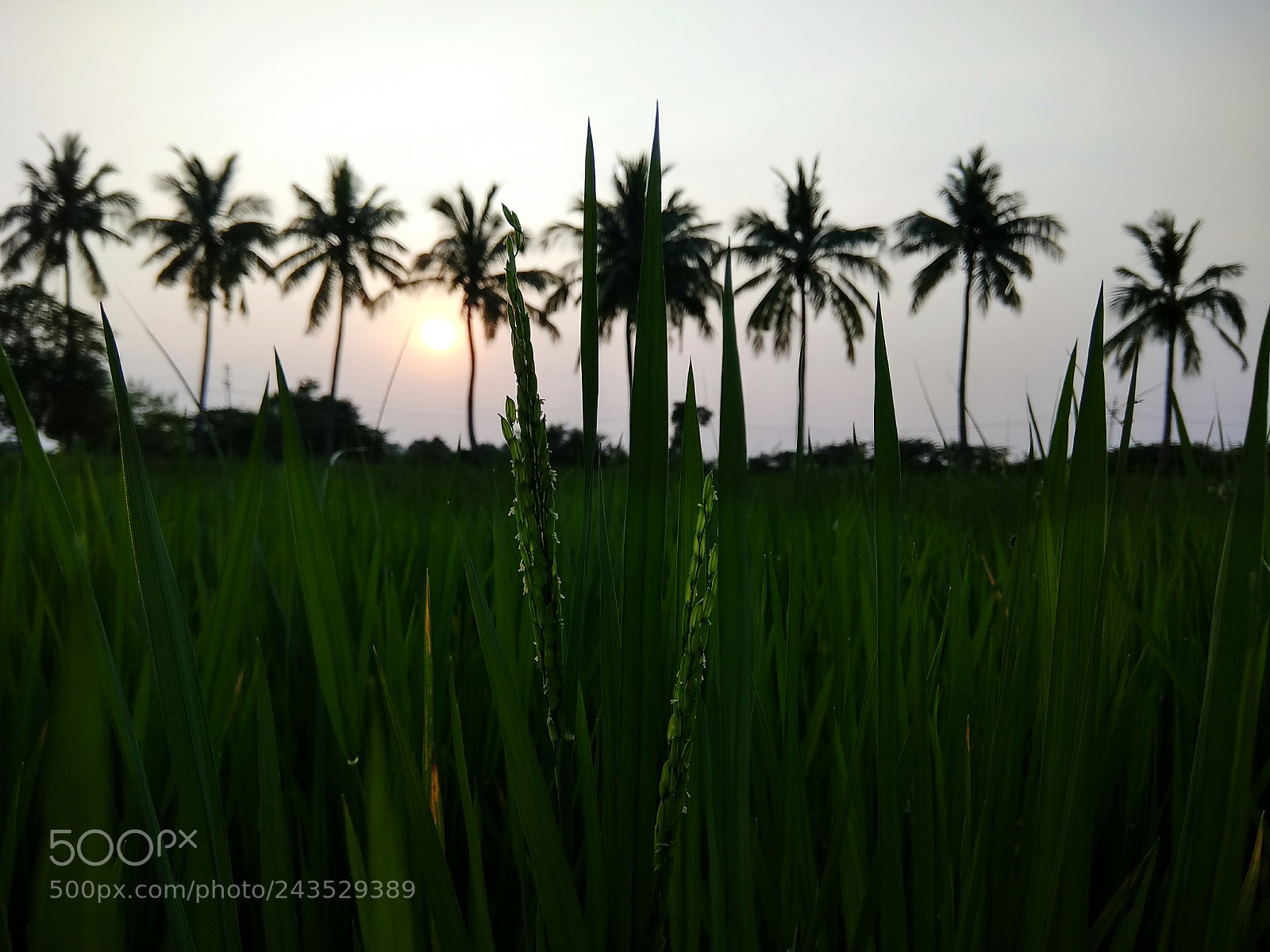 Xiaomi Redmi Note 4 sample photo. Agriculture photography