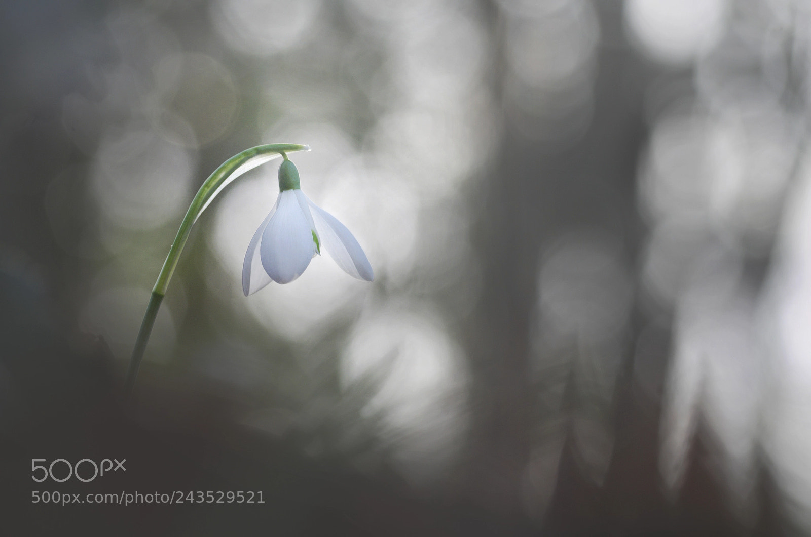 Pentax K-5 sample photo. In the woods photography