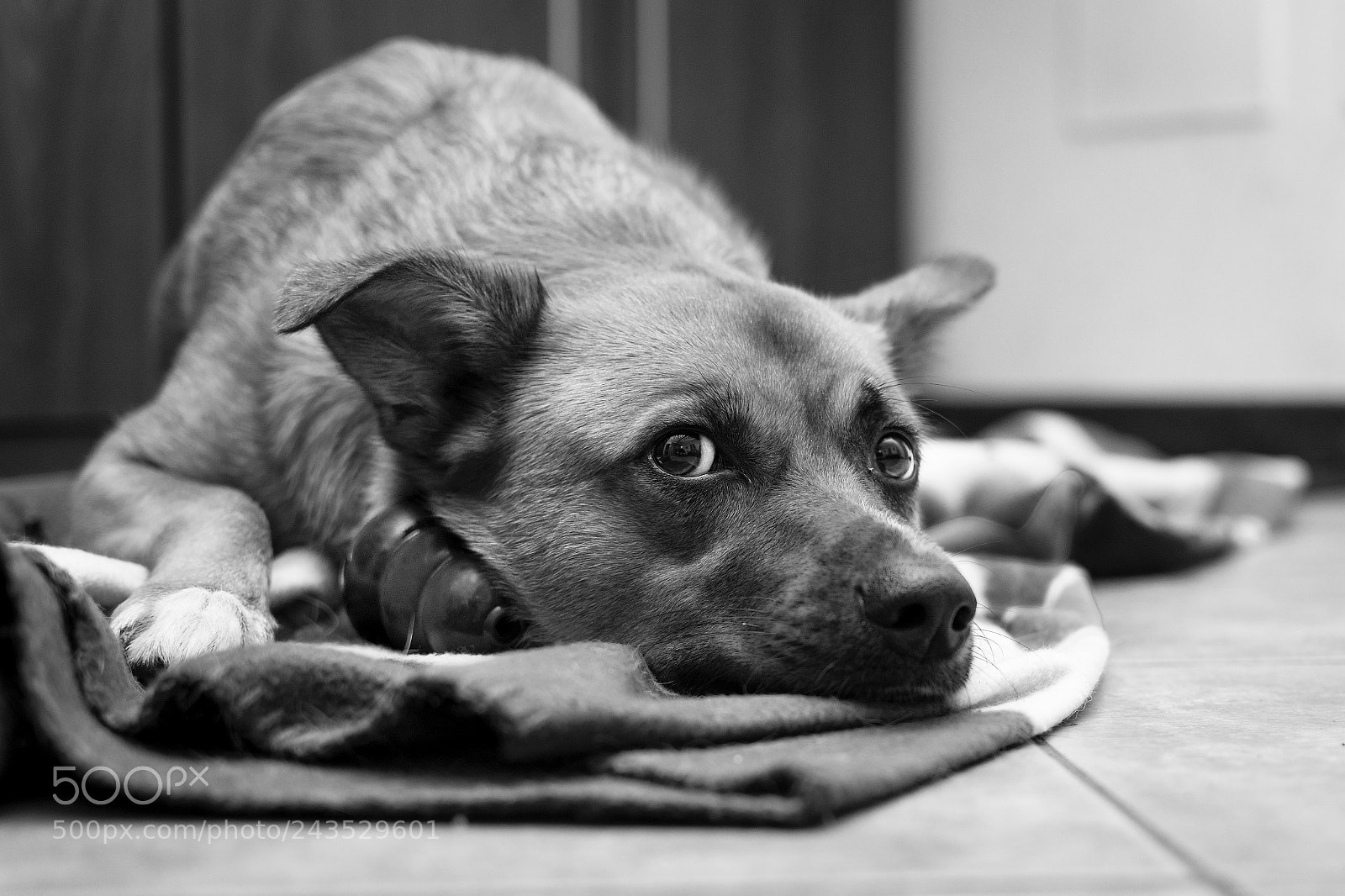 Nikon D7100 sample photo. Don't touch my toy photography