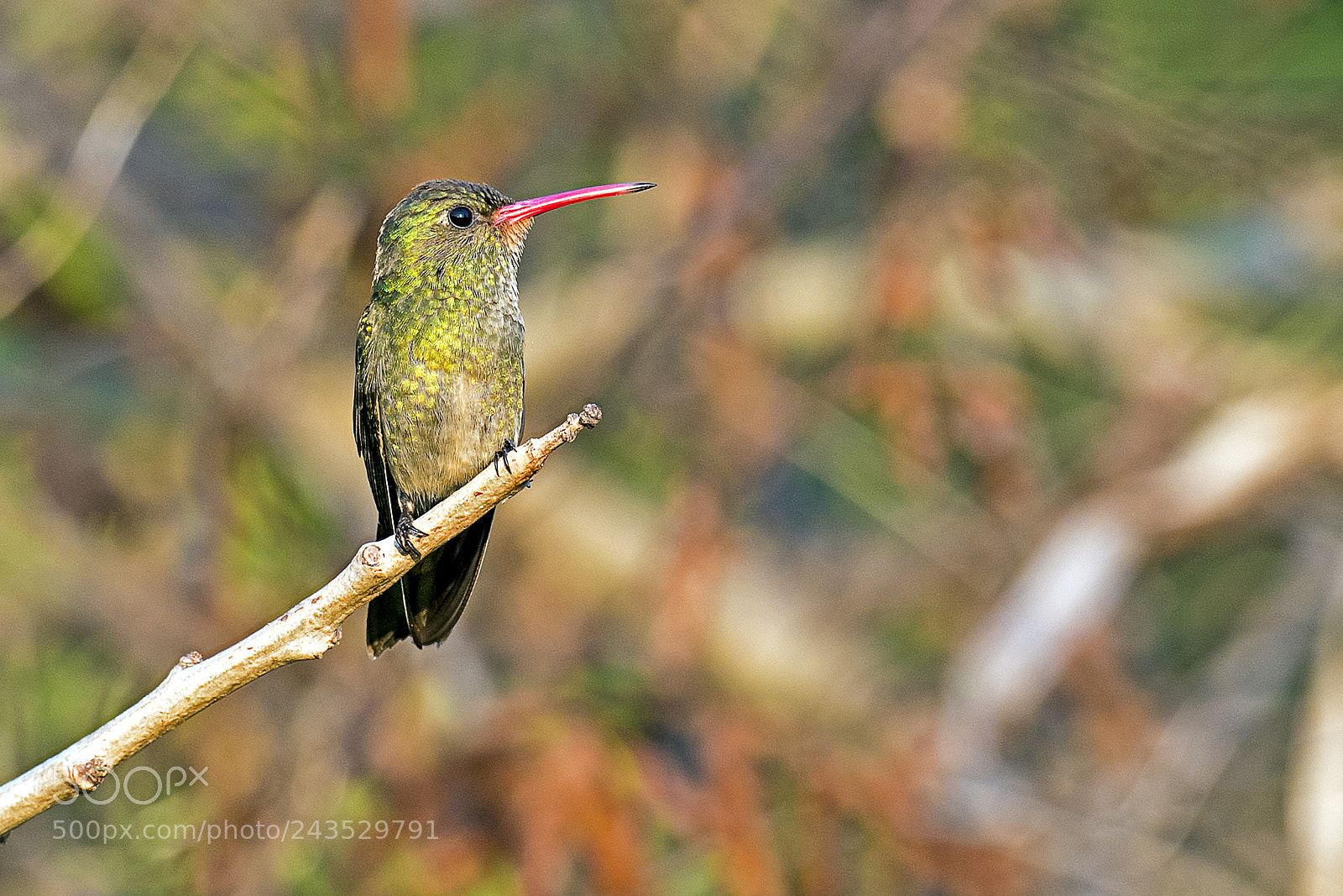 Nikon D5 sample photo. Gilded hummingbird photography
