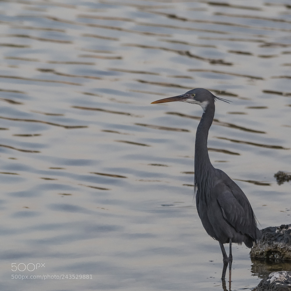 Nikon D850 sample photo. Blue heron photography