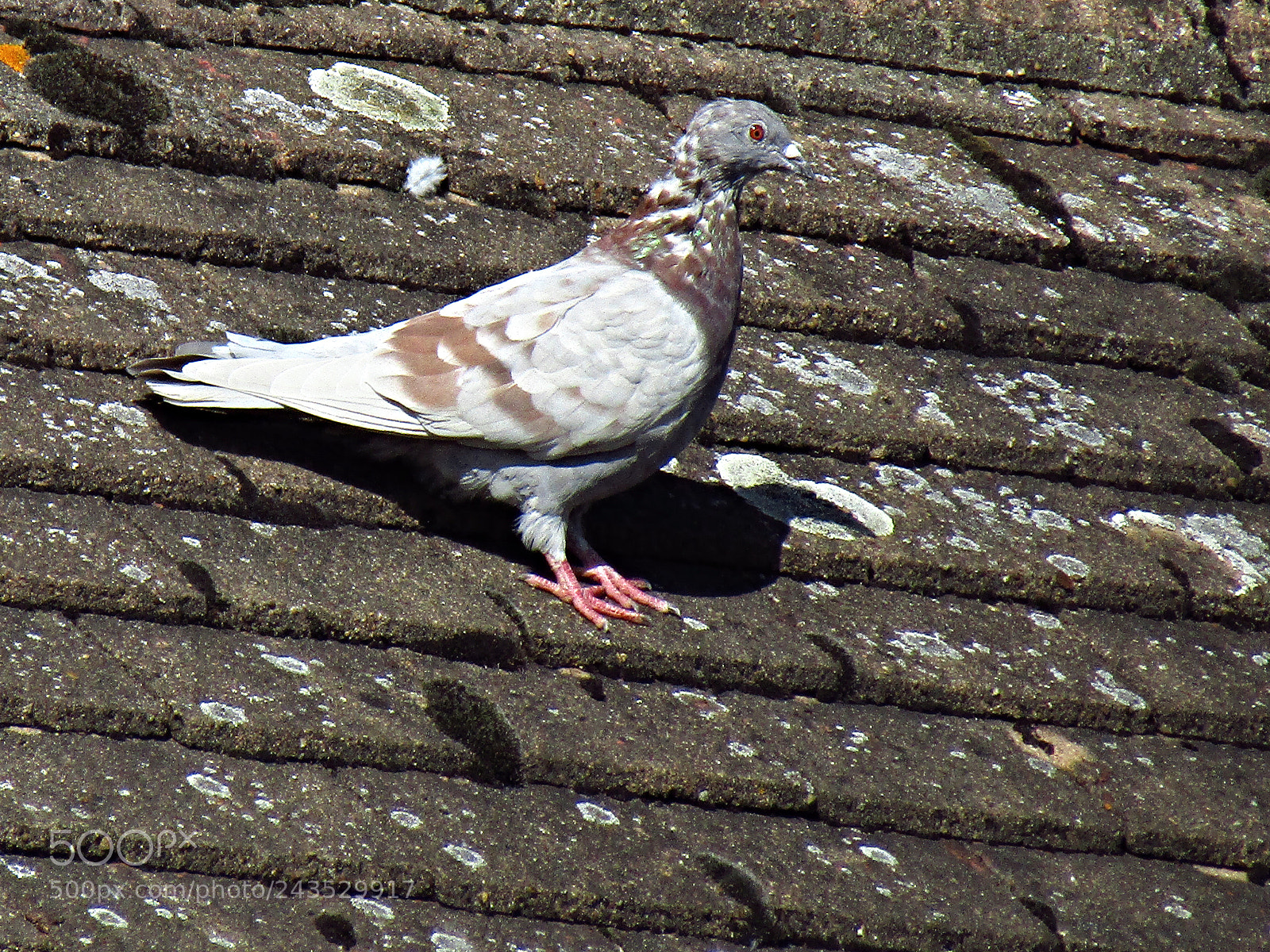 Canon PowerShot SX410 IS sample photo. Pigeon on the roof photography