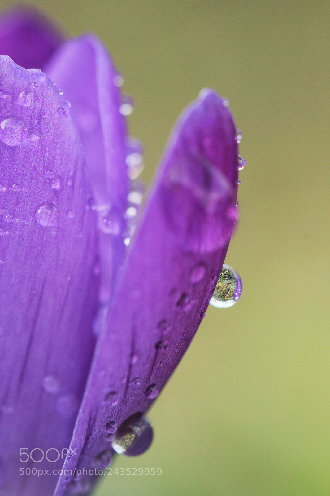 Canon EOS 60D sample photo. Crocus photography