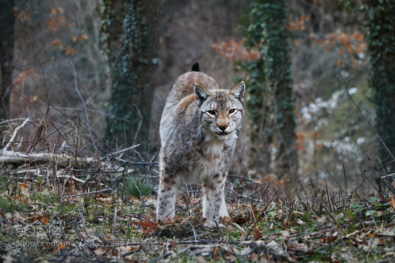 Canon EOS 77D (EOS 9000D / EOS 770D) sample photo. Lynx photography