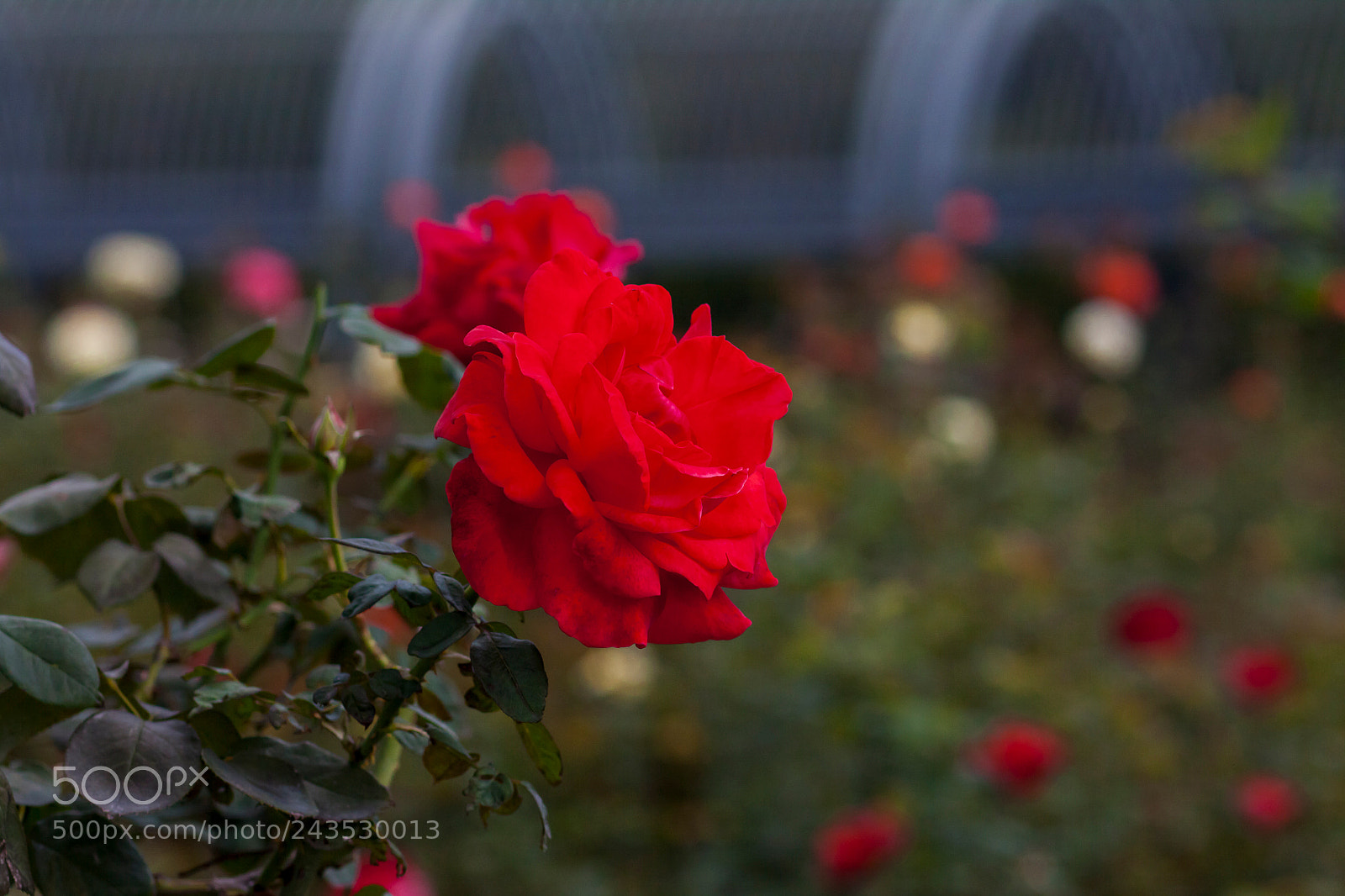 Canon EOS 50D sample photo. Rosery photography