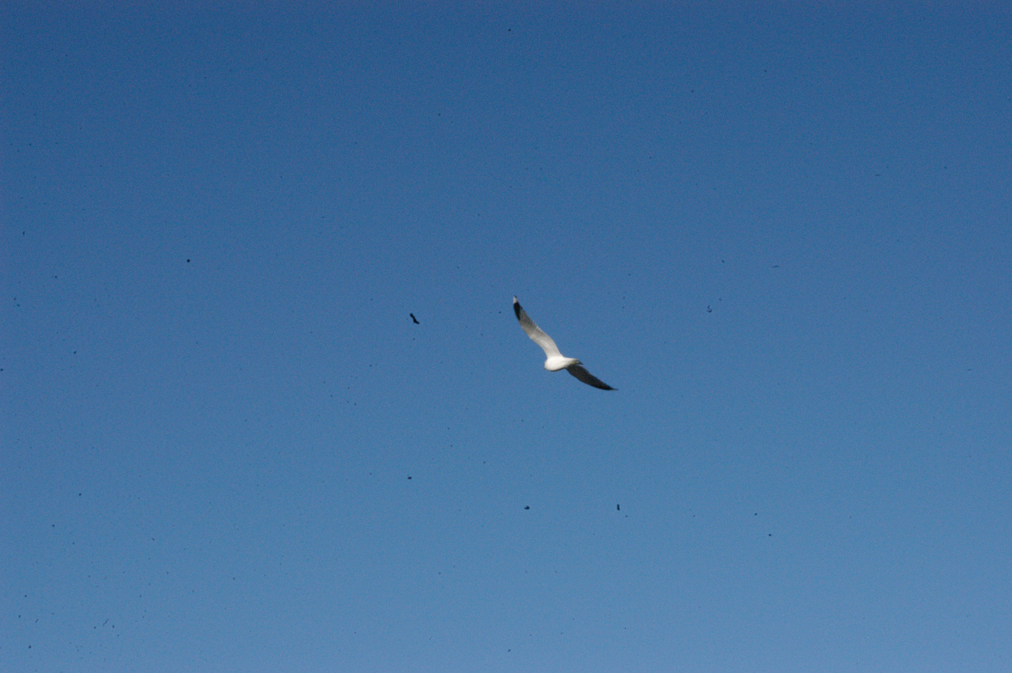 Nikon D100 sample photo. #sc photography