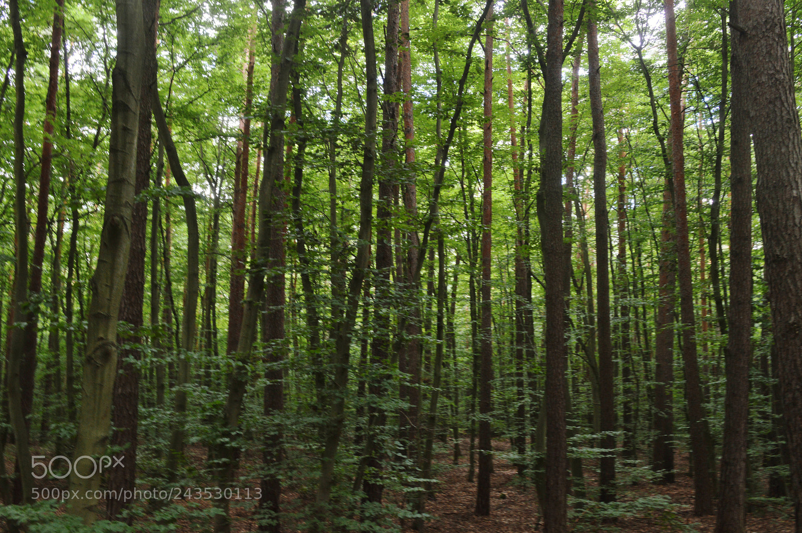 Nikon D3200 sample photo. Tall trees photography