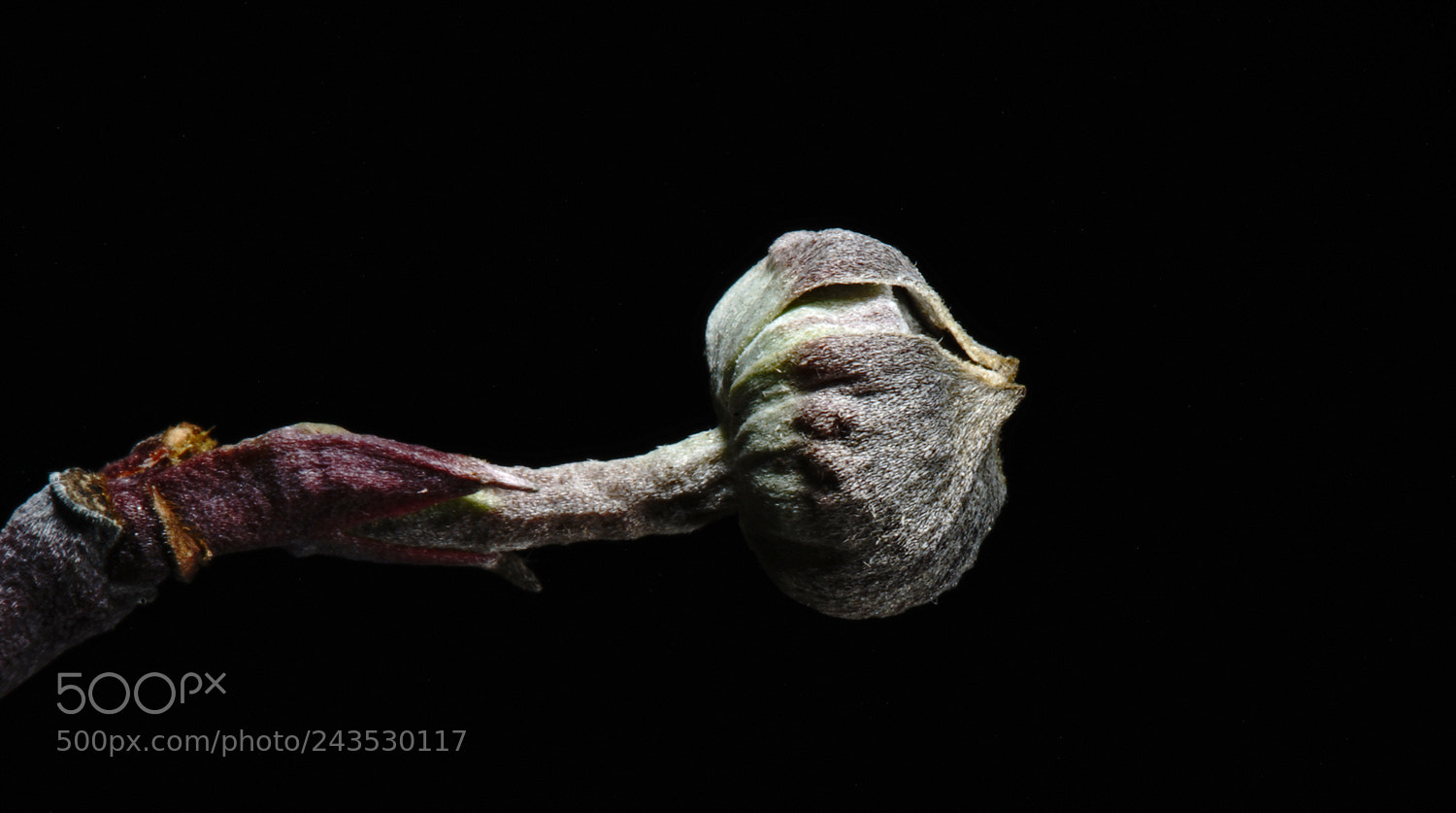 Sony a7R II sample photo. Dogwood bud photography