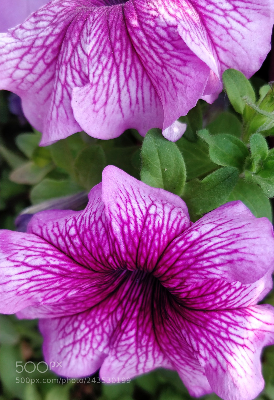 OnePlus 5 sample photo. Untitled photography
