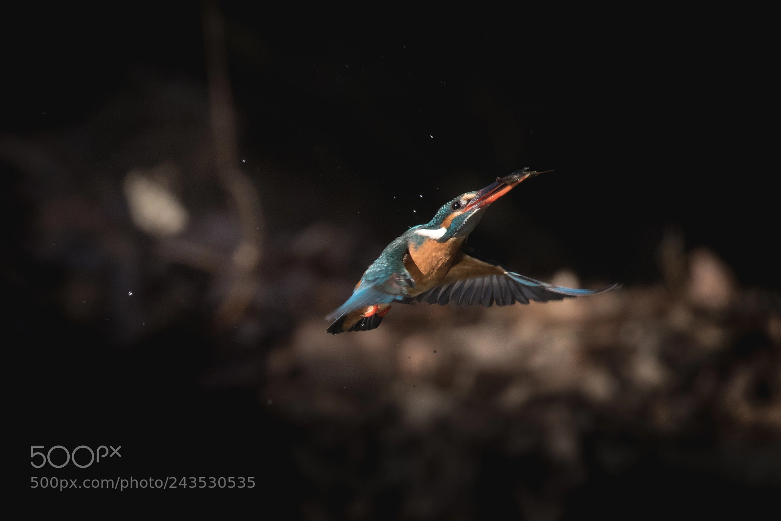 Canon EOS 7D Mark II sample photo. Kingfisher photography