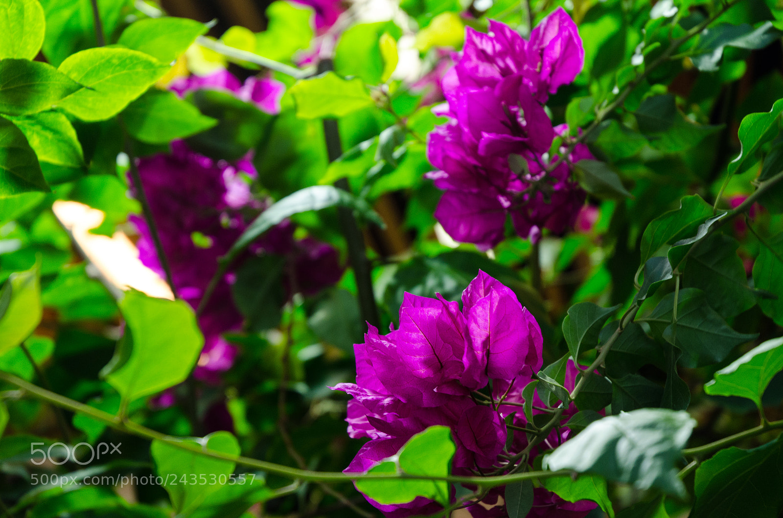 Nikon D5100 sample photo. 291 photography