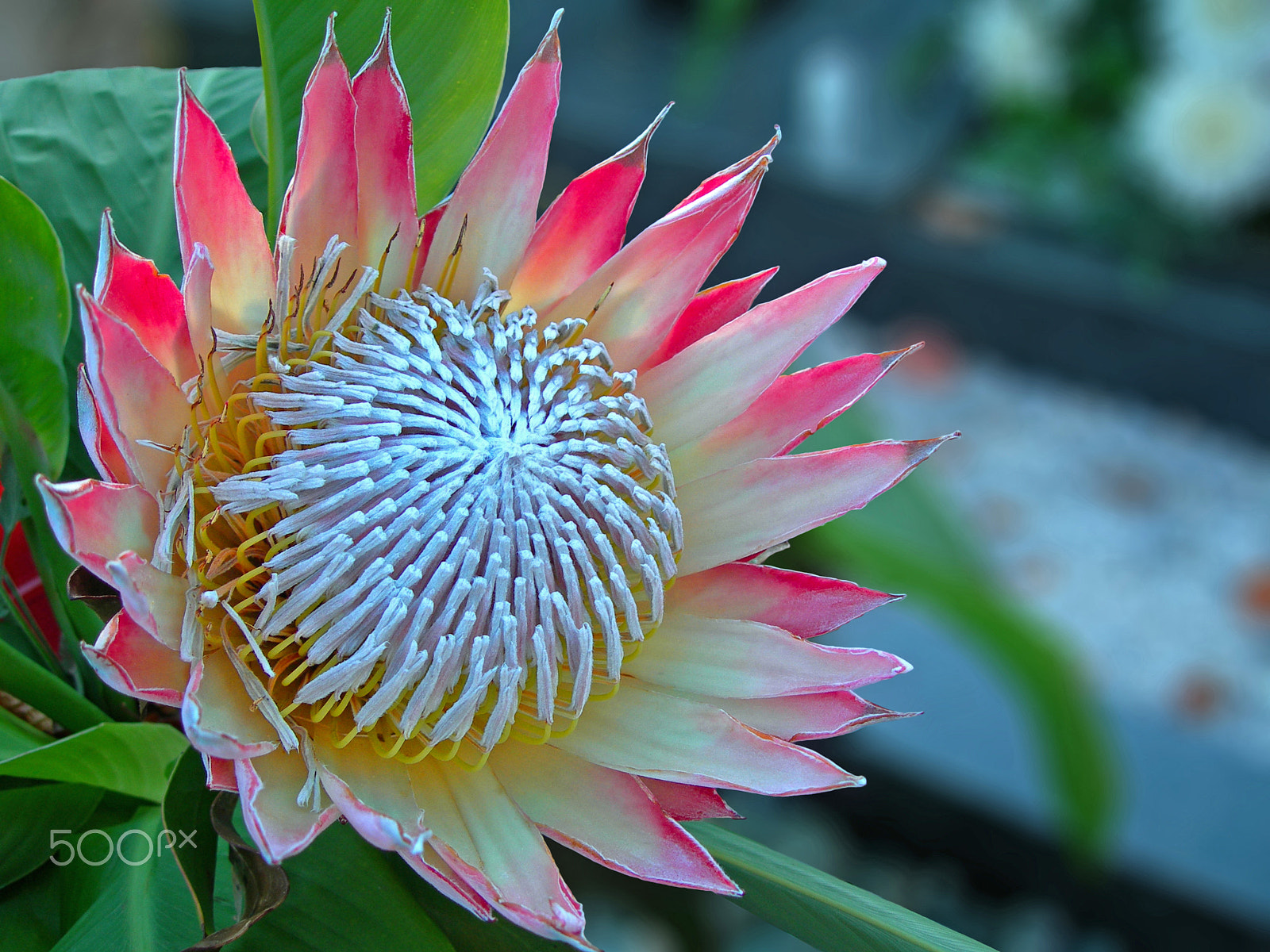 Nikon E7900 sample photo. Protea flower photography