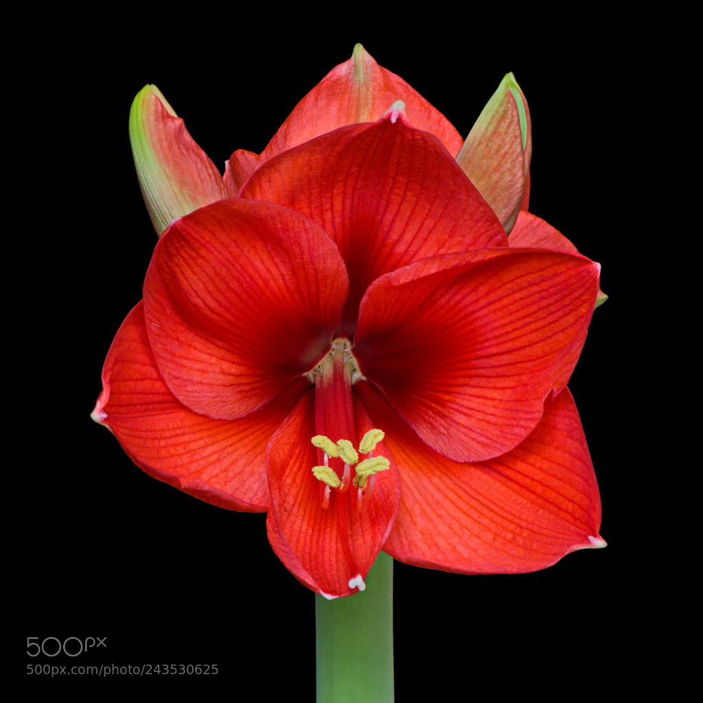 Canon EOS 650D (EOS Rebel T4i / EOS Kiss X6i) sample photo. Amaryllis photography