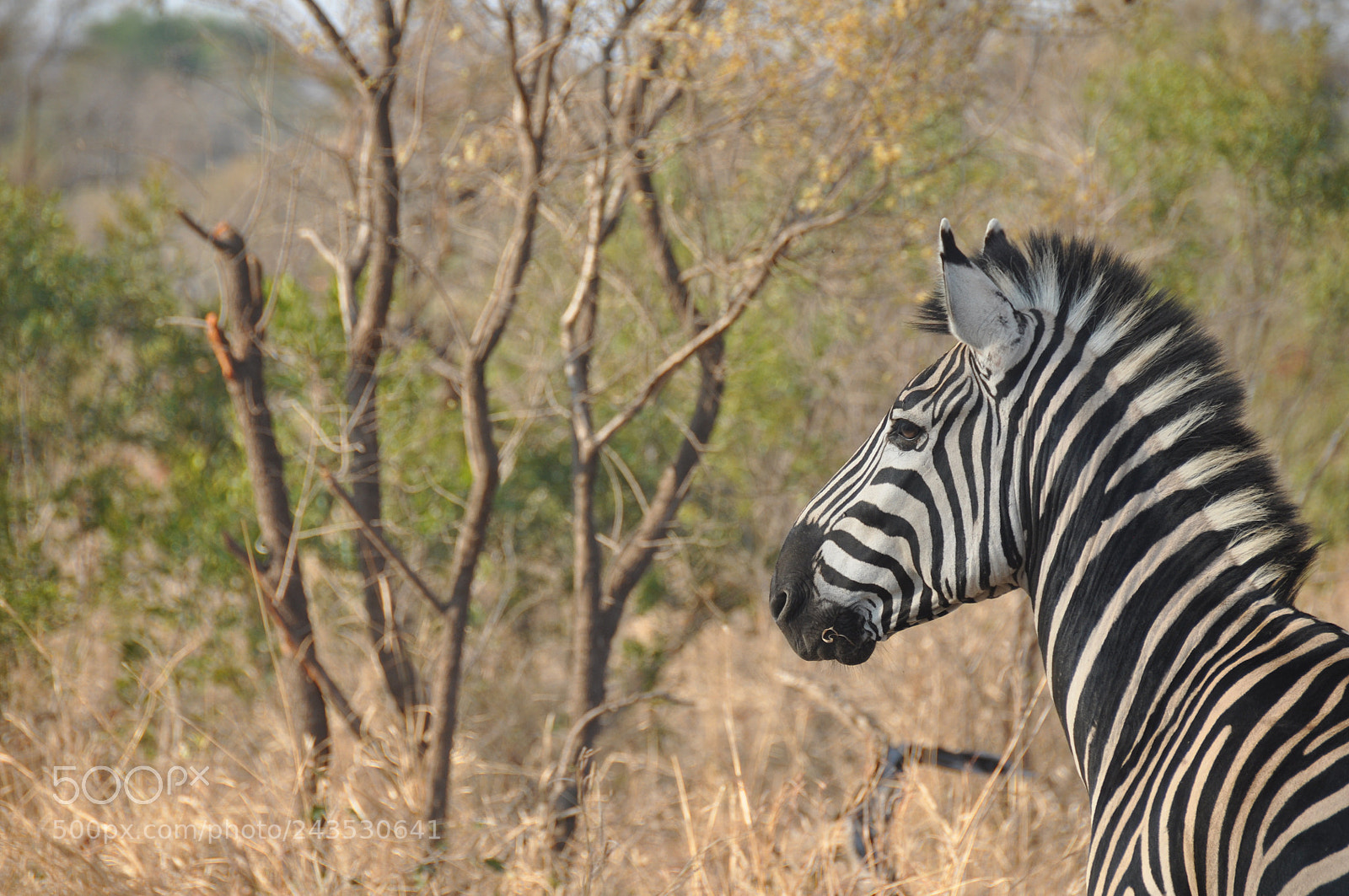 Nikon D90 sample photo. Best photo to start photography