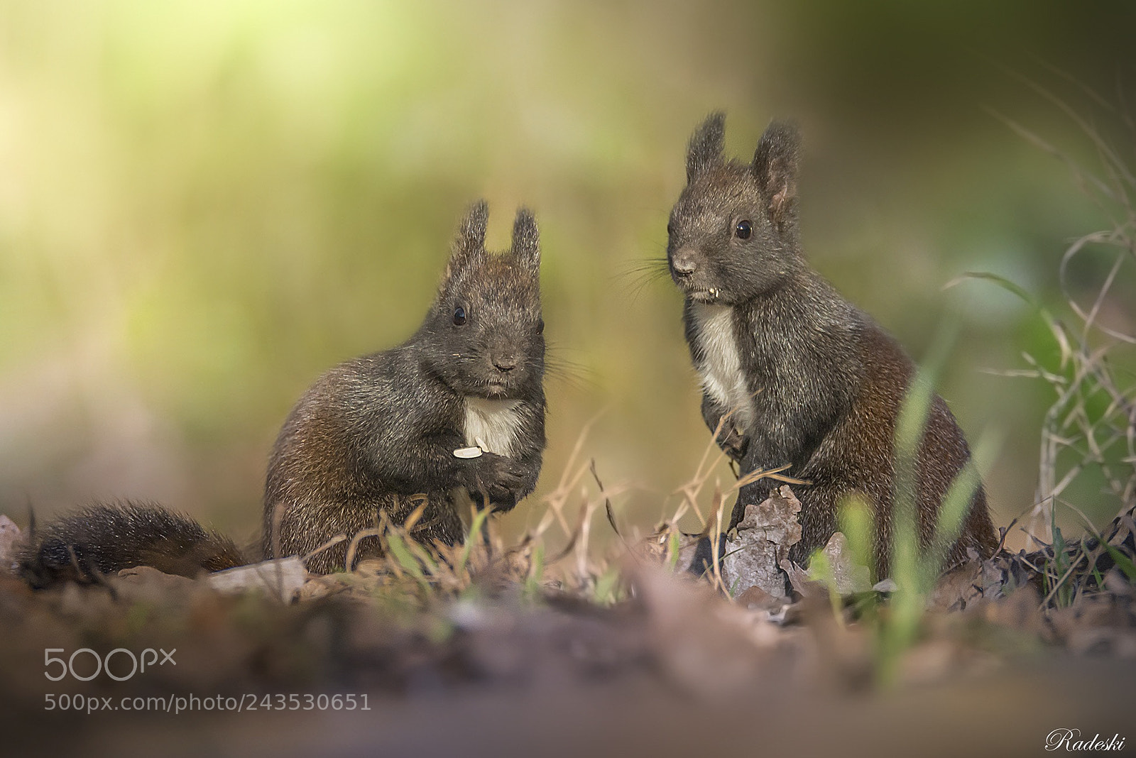 Nikon D800E sample photo. Curious squirrels photography