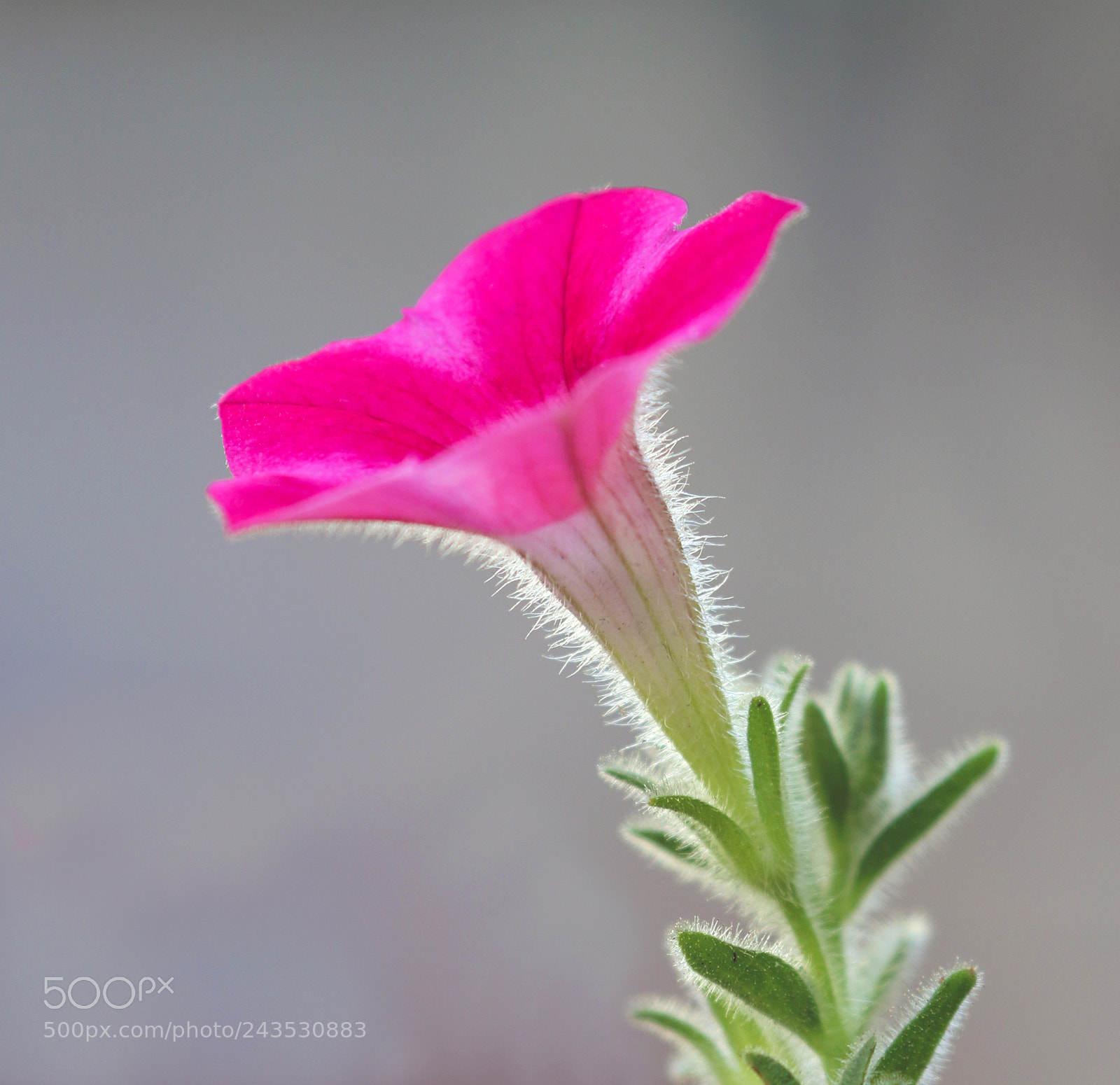 Canon EOS 7D Mark II sample photo. Brilliant blossom photography