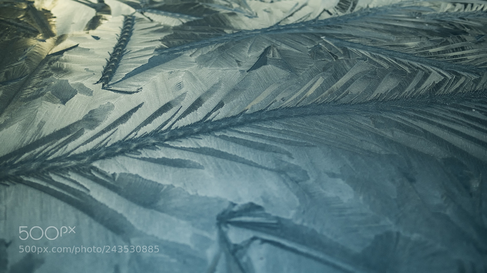 Fujifilm X-Pro1 sample photo. Iceflower photography
