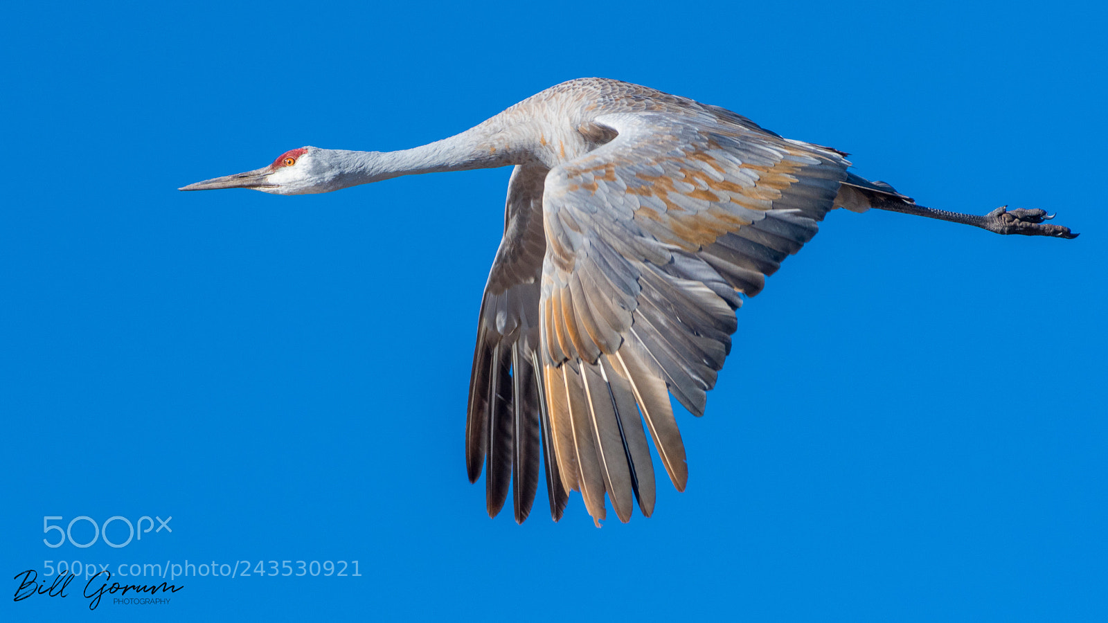 Nikon D500 sample photo. Greater sandhill crane in photography