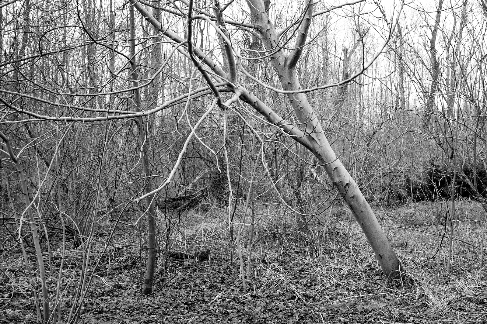 Fujifilm X-Pro2 sample photo. Tree photography