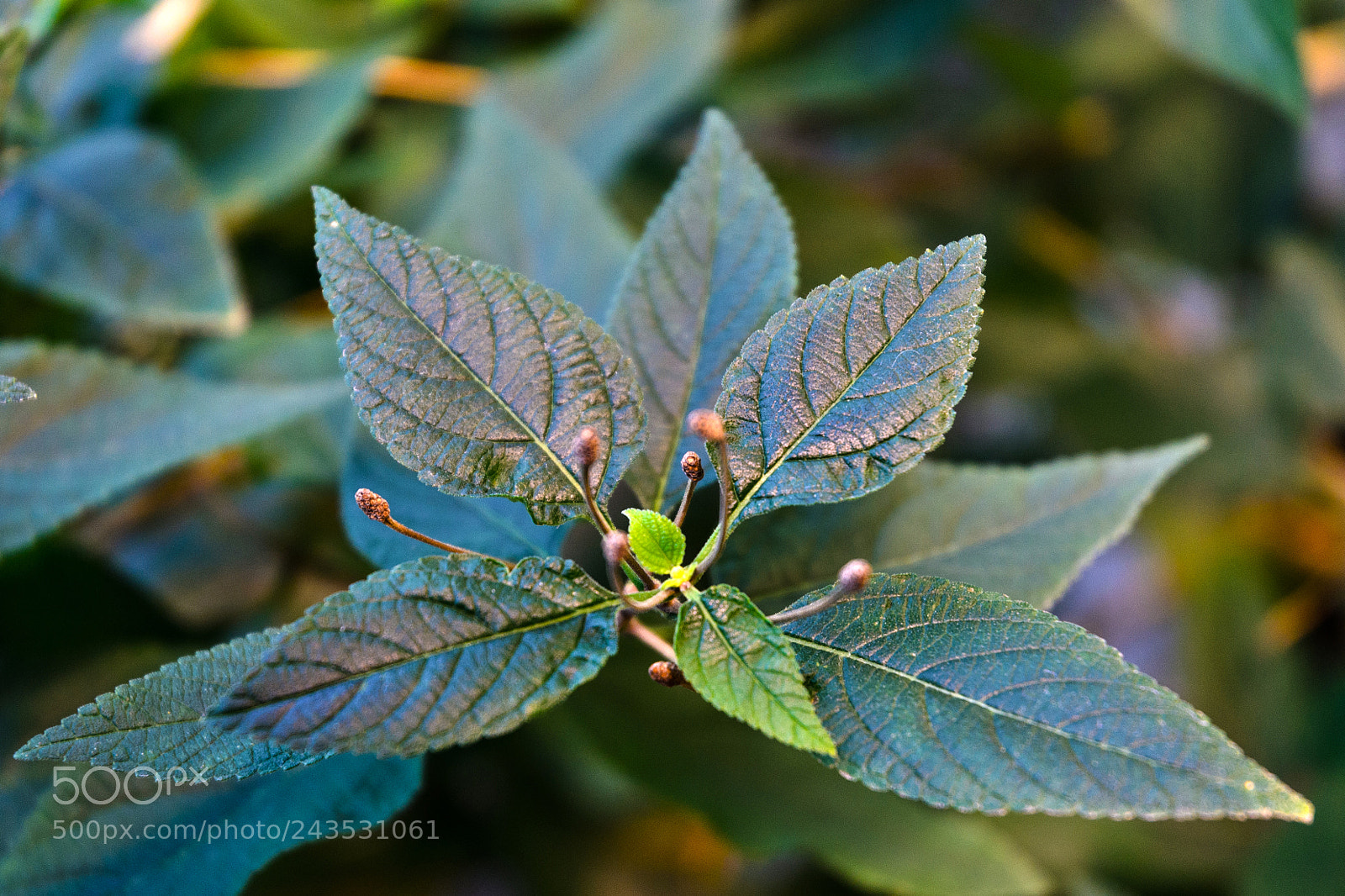 Nikon D5100 sample photo. 292 photography