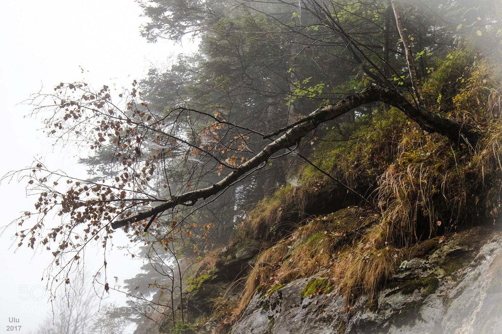 Canon EOS 7D Mark II sample photo. Fogy photography