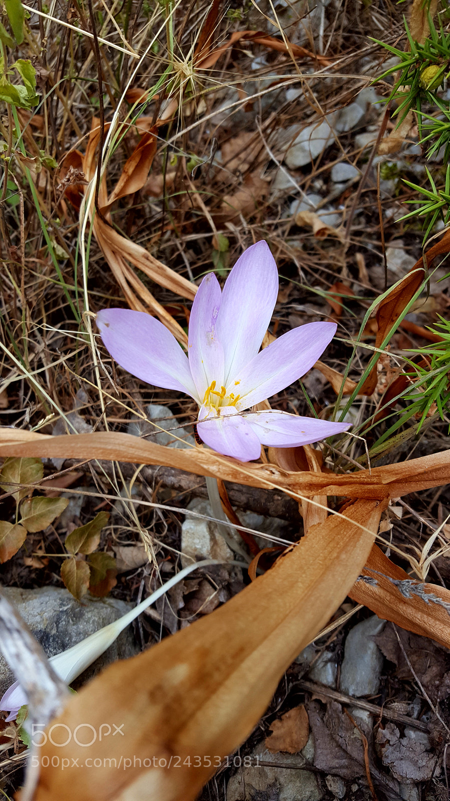 Samsung Galaxy S6 sample photo. The flower photography