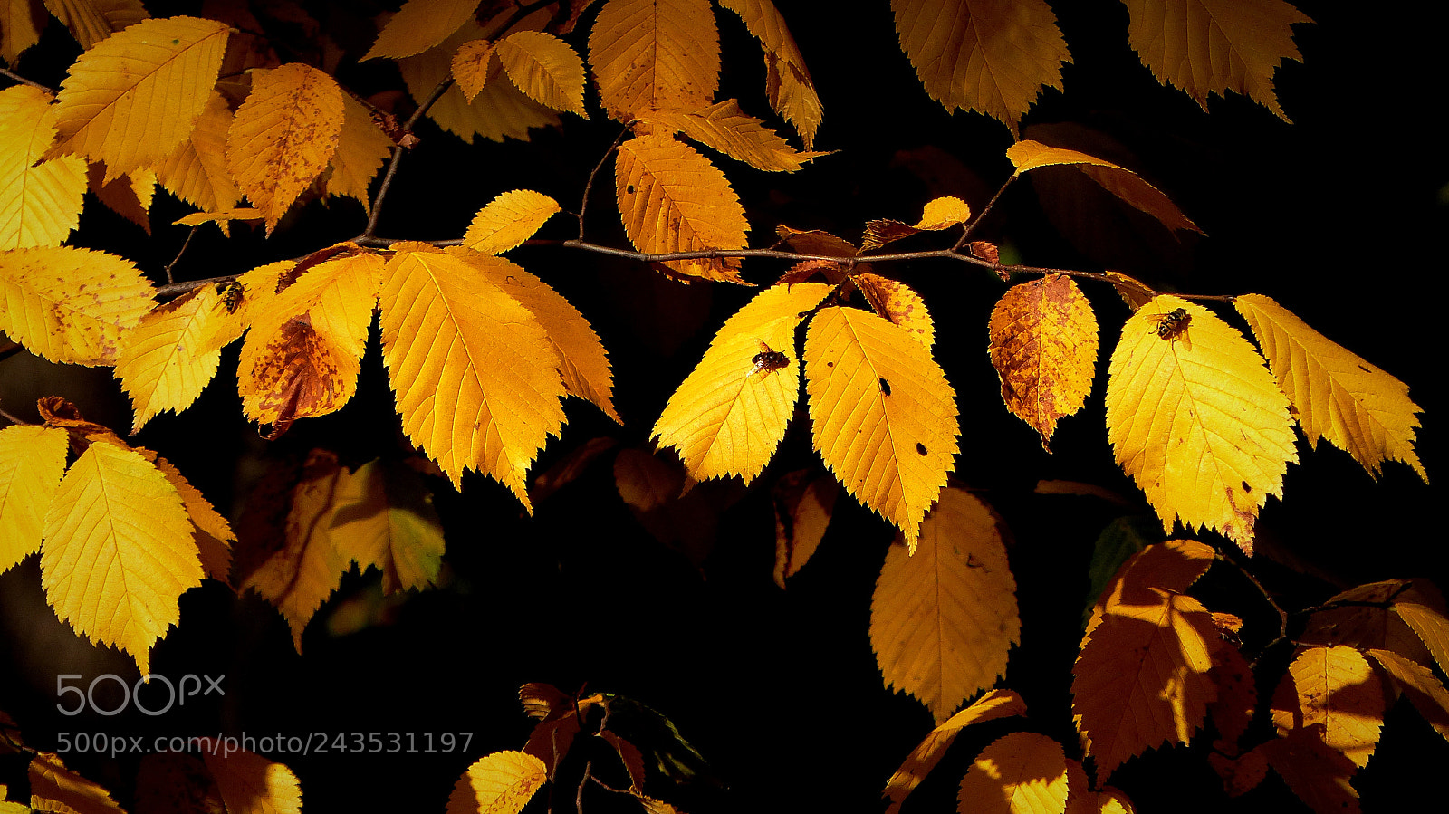 Panasonic Lumix DMC-FZ200 sample photo. Autumn photography