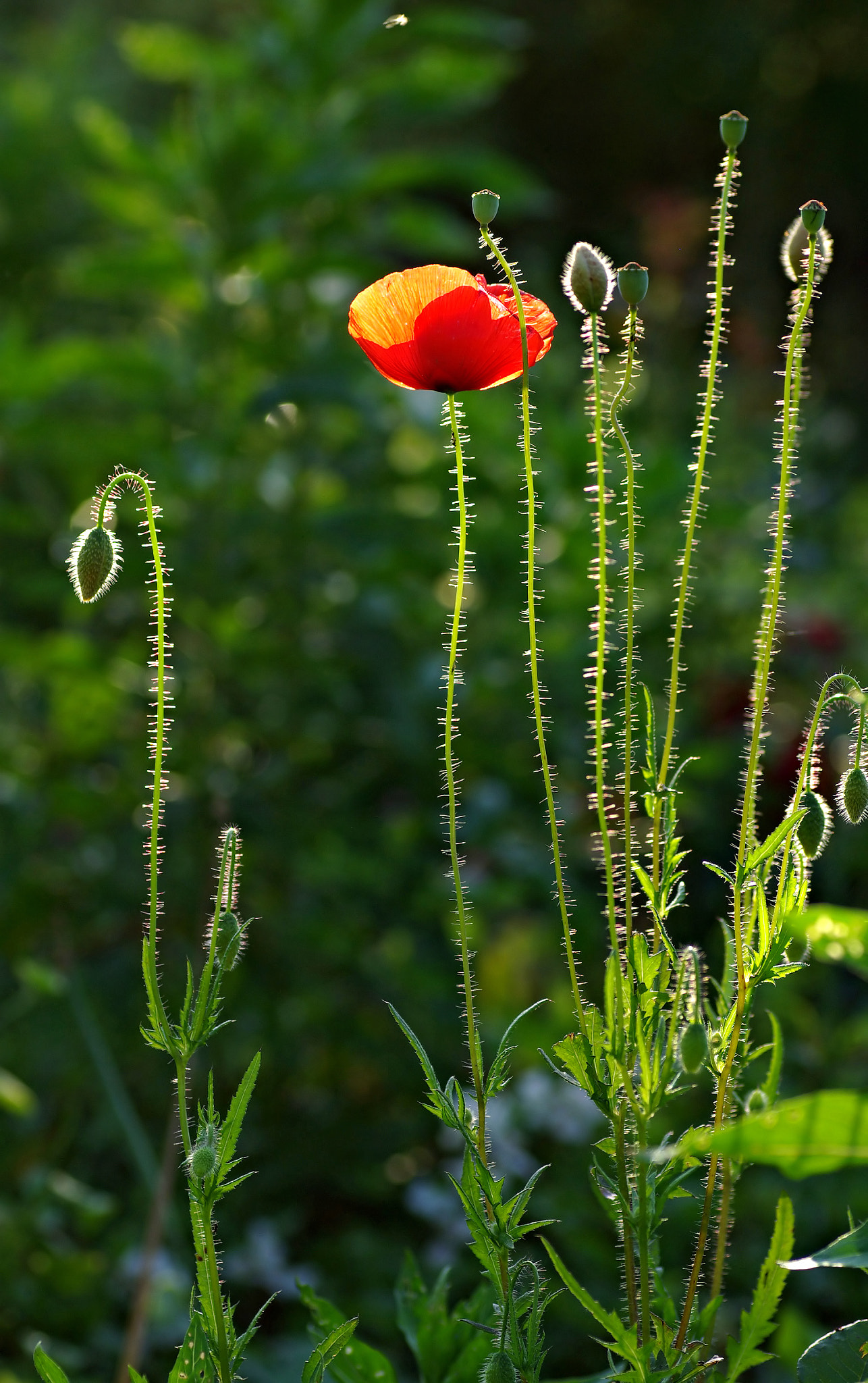 Pentax K10D + Tamron SP AF 90mm F2.8 Di Macro sample photo. Under the sun's vitality photography