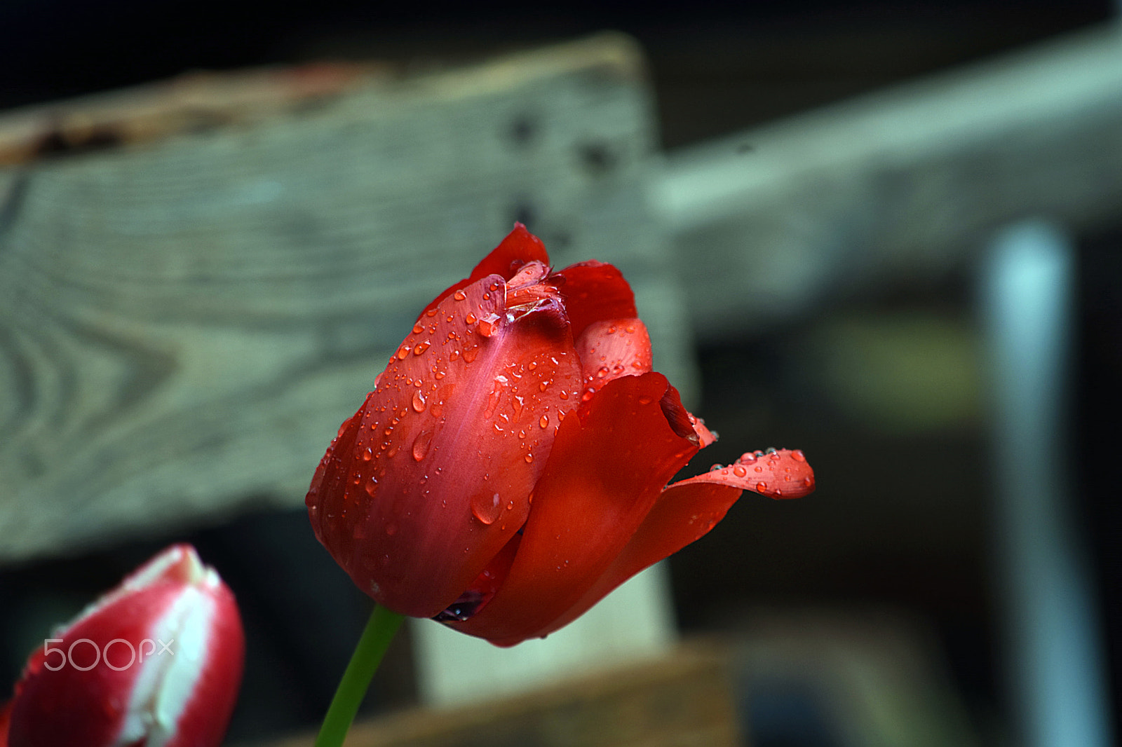 Nikon D7200 sample photo. Dsc photography