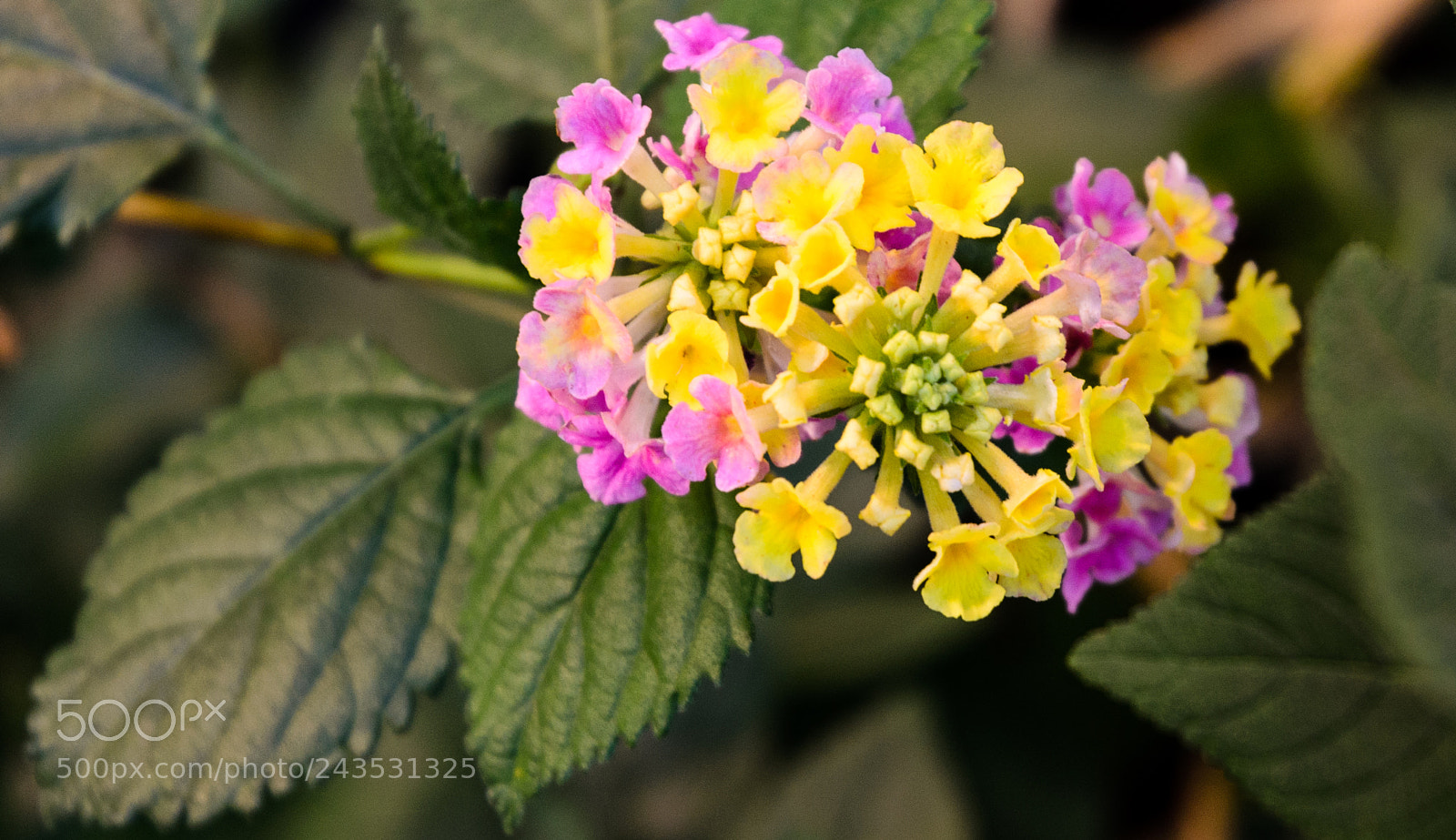 Nikon D5100 sample photo. 293 photography
