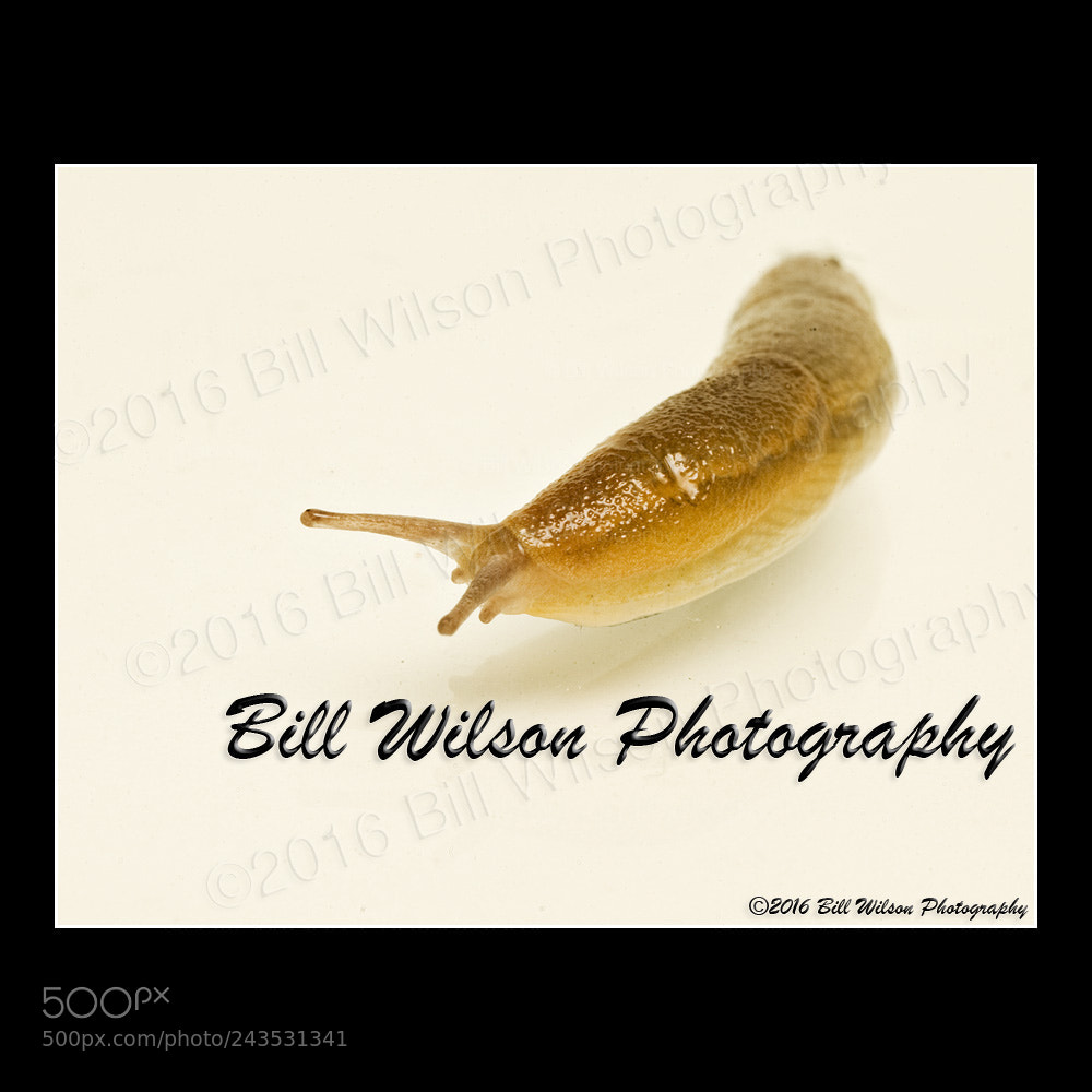 Nikon D3 sample photo. Slug photography