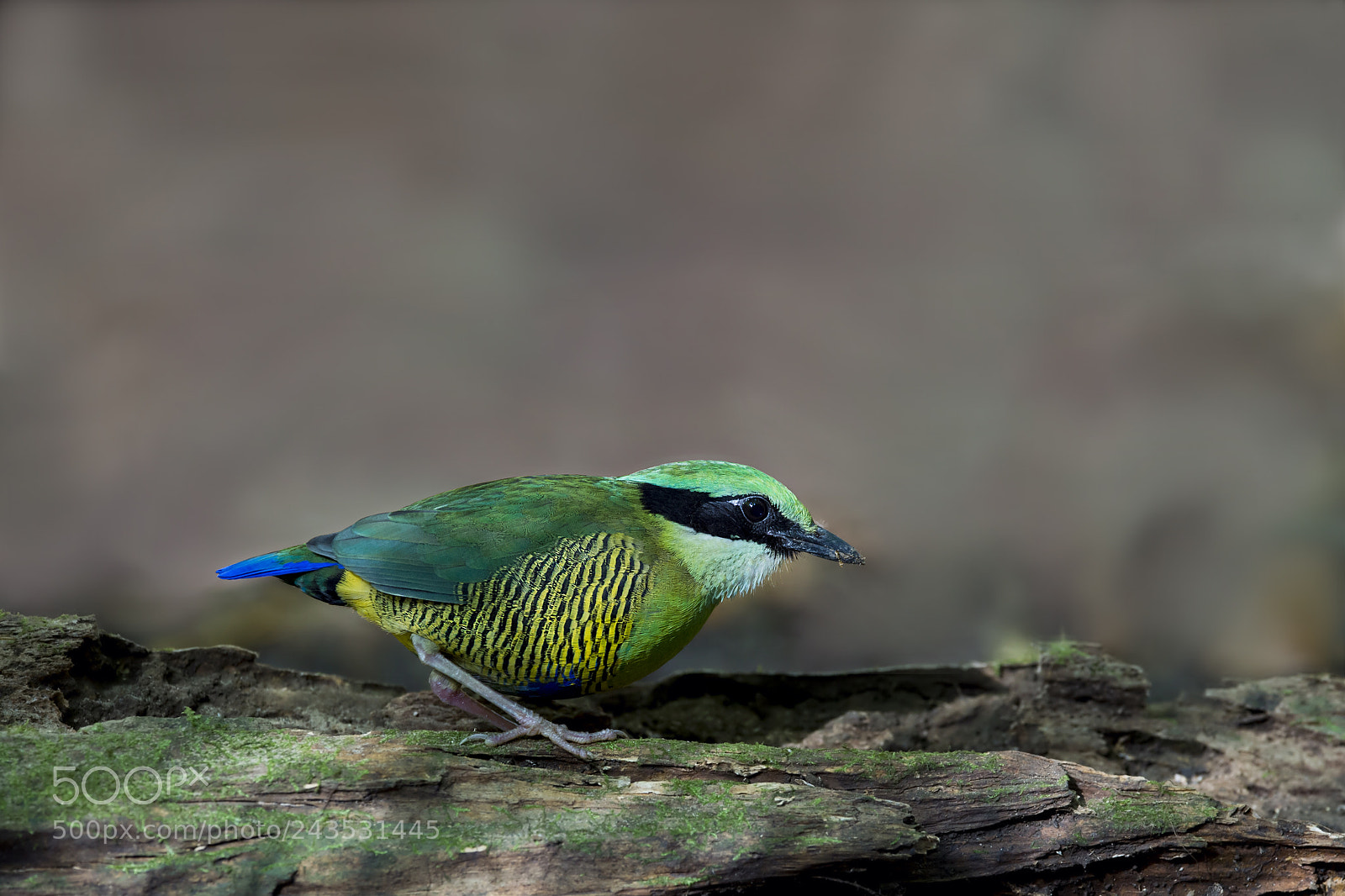Nikon D4 sample photo. Bar bellied pitta (m) photography